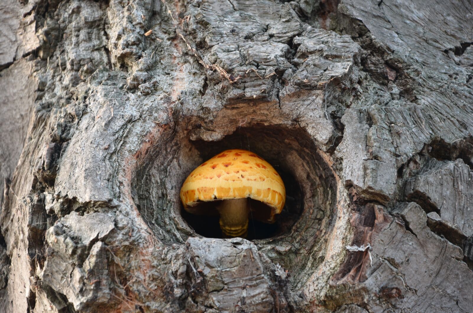 Nikon D7000 sample photo. Tree, mushroom, aug photography