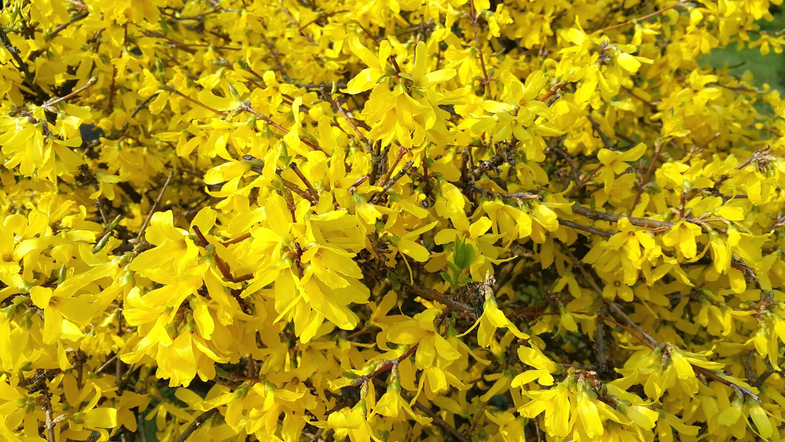 Samsung Galaxy Note4 sample photo. Flowers, garden, green, spring photography
