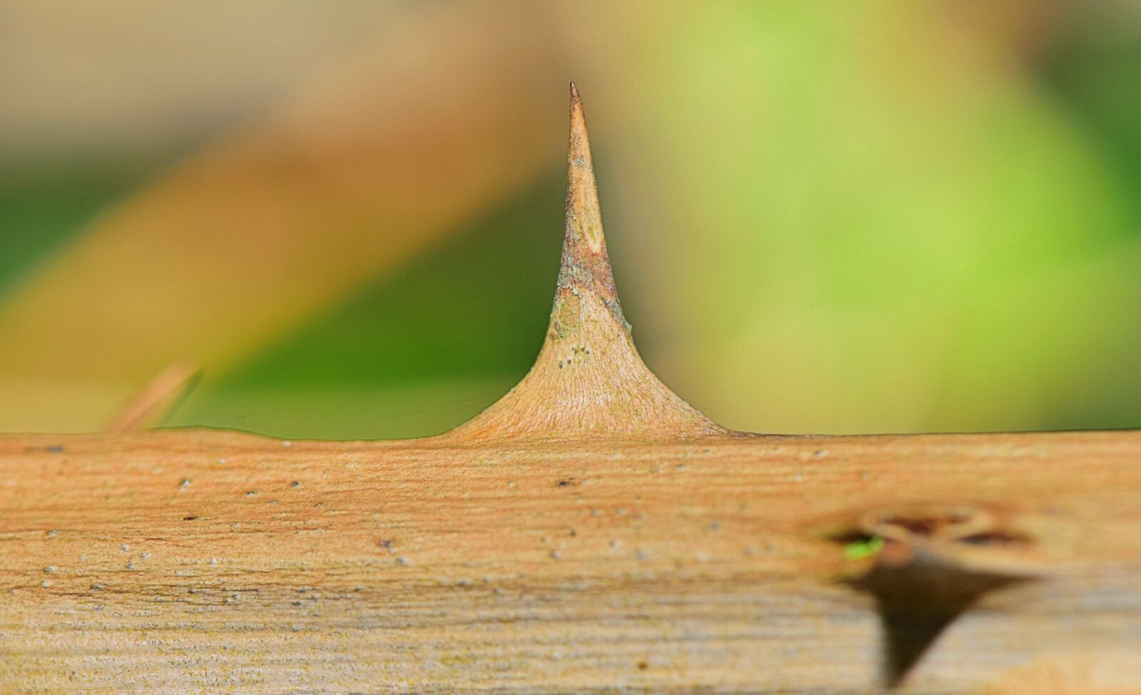 Nikon D5300 sample photo. Nature, spina, flora photography
