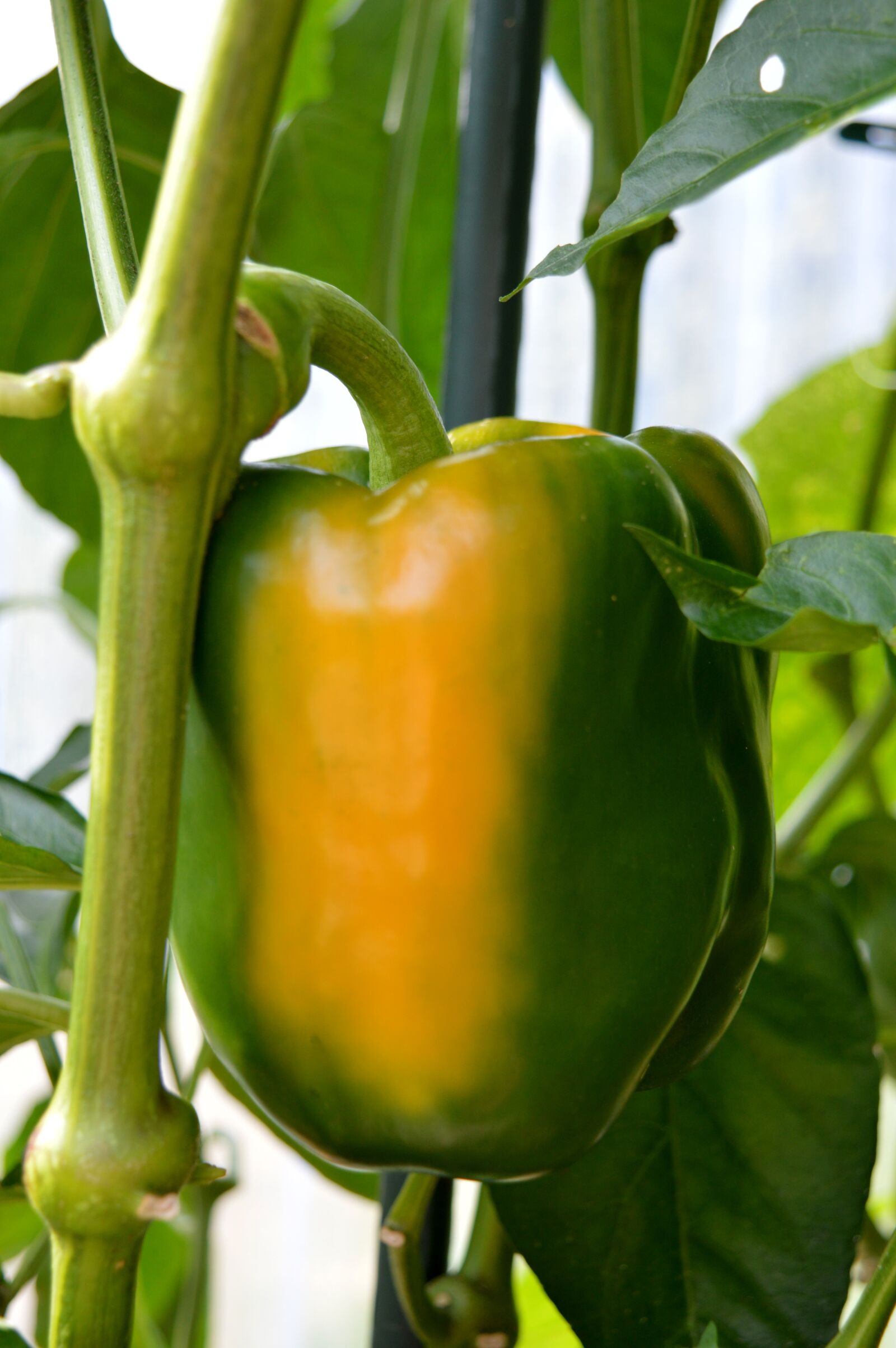 Nikon D3200 sample photo. Bell pepper plant, paprika photography