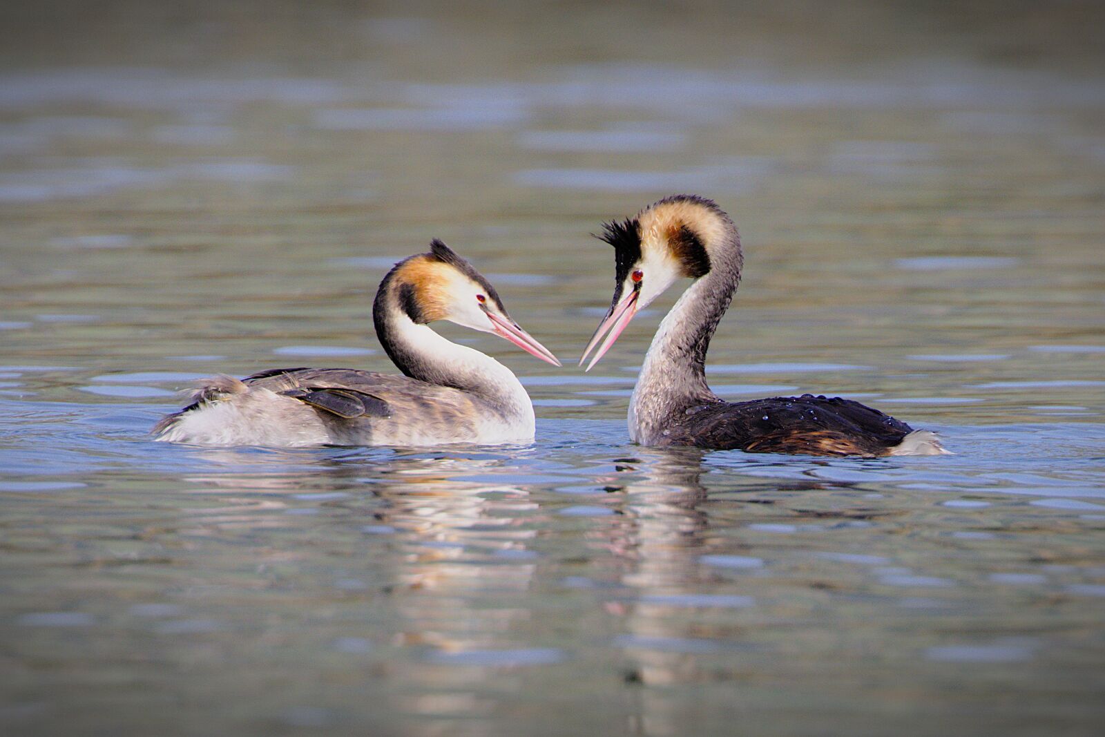 Canon EOS R5 sample photo. Great crested grebe, waterfowls photography