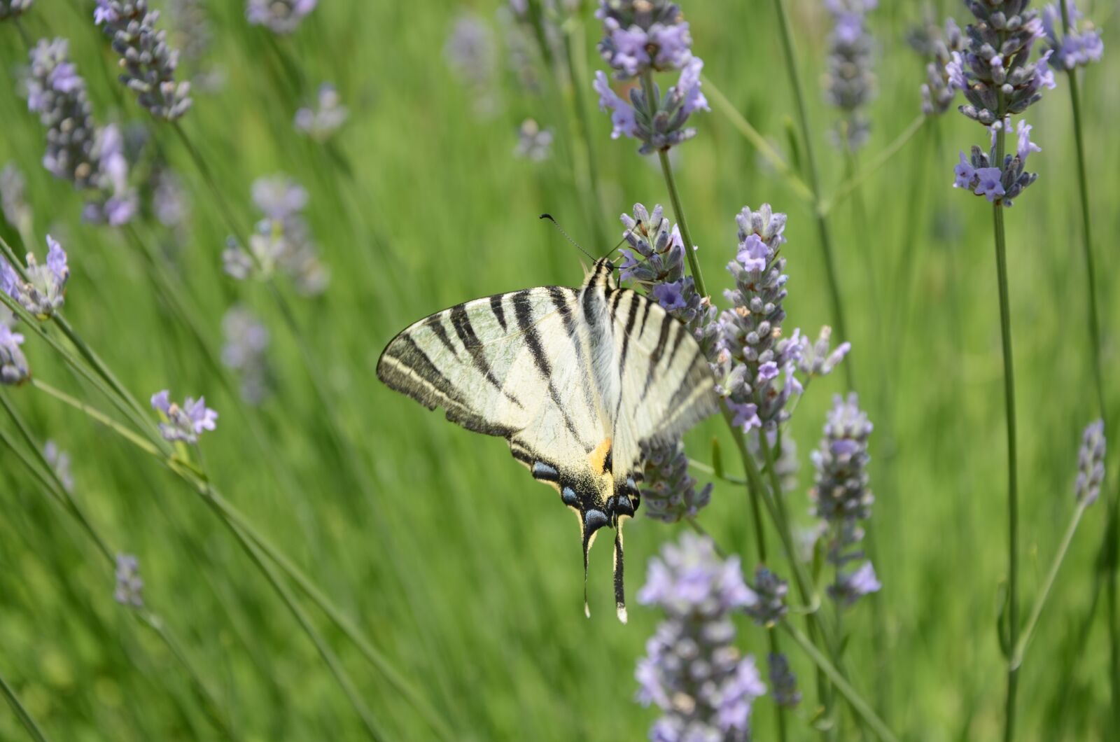 Nikon D5100 sample photo. Butterfly, lavender, field of photography