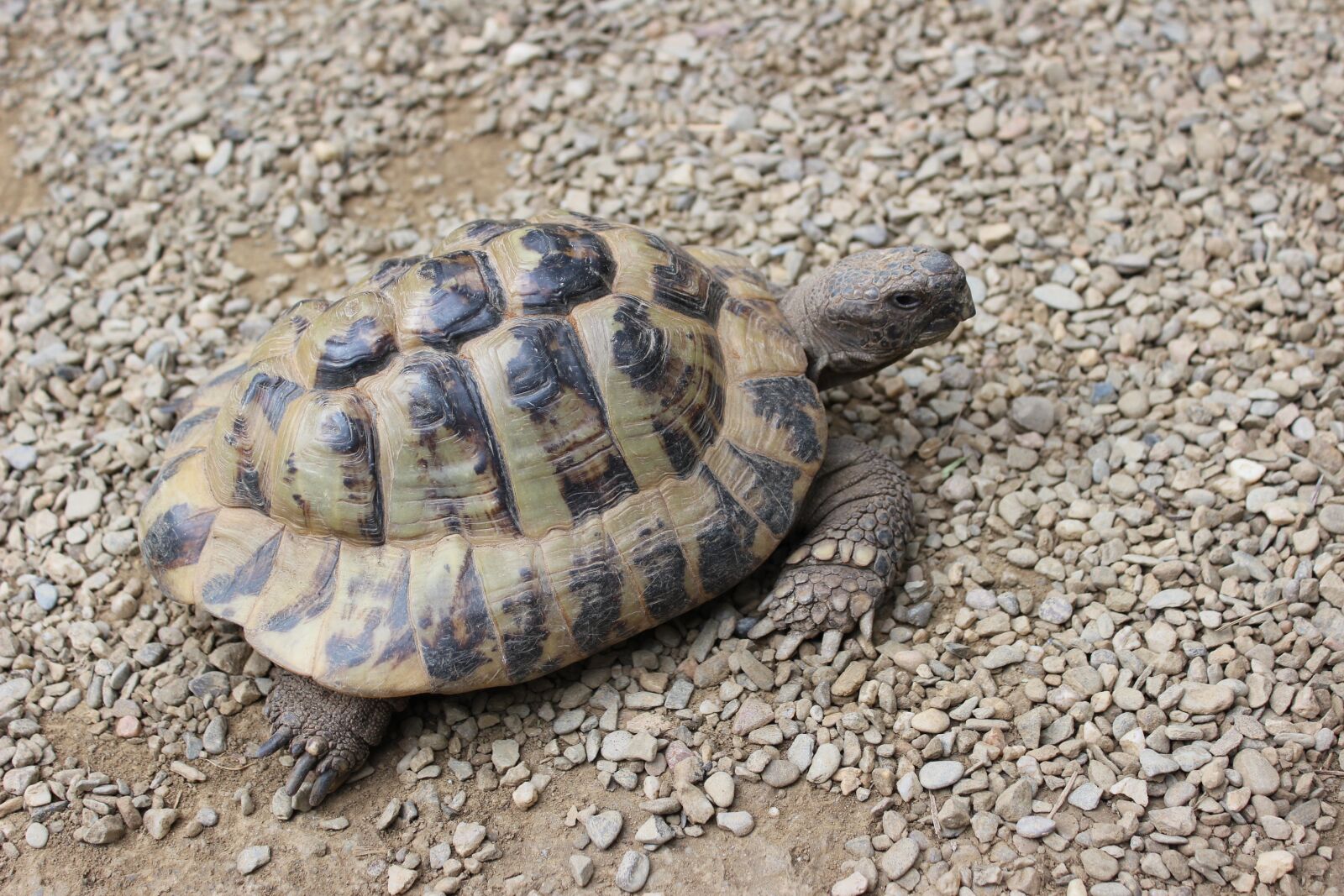 Canon EOS 600D (Rebel EOS T3i / EOS Kiss X5) sample photo. Turtle, reptile, panzer photography