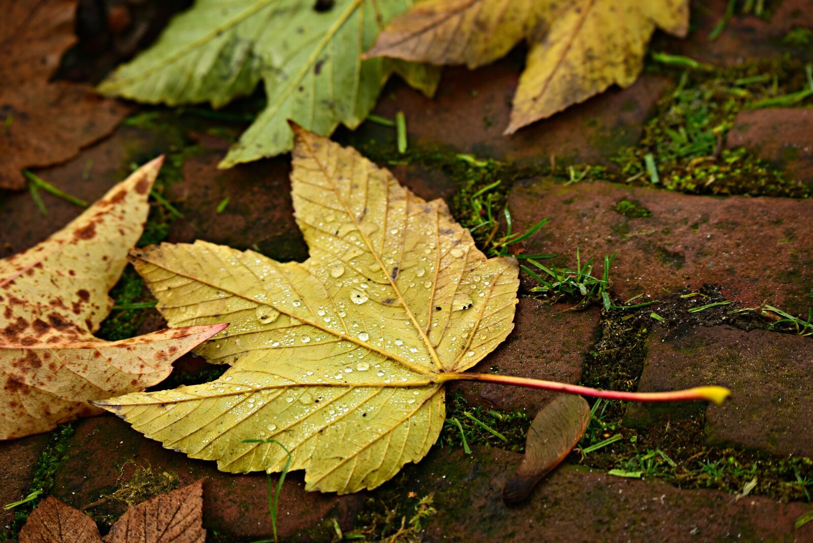 Nikon D750 sample photo. Autumn leaf, fallen, vein photography