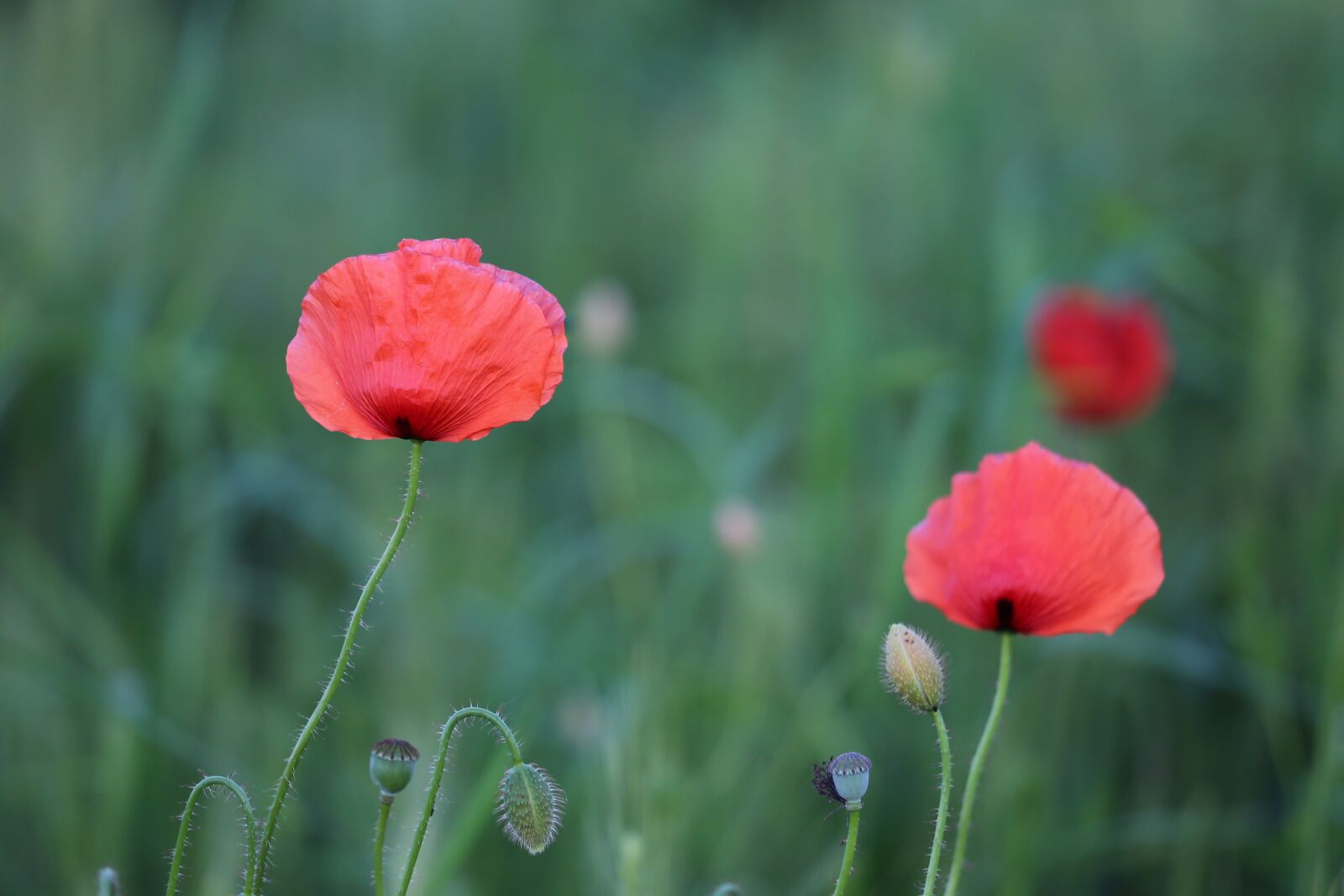 Canon EF 70-300 F4-5.6 IS II USM sample photo. Red poppys, blooming, spring photography