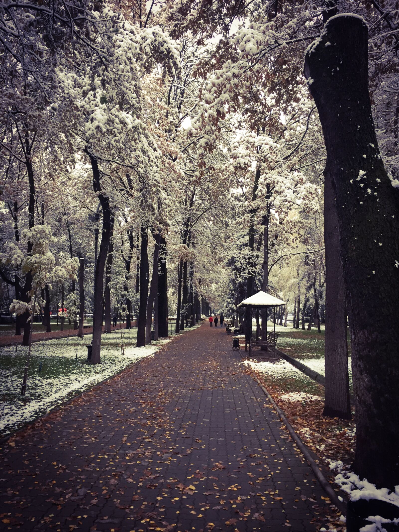 iPhone 6 back camera 4.15mm f/2.2 sample photo. Garden, snow, road photography