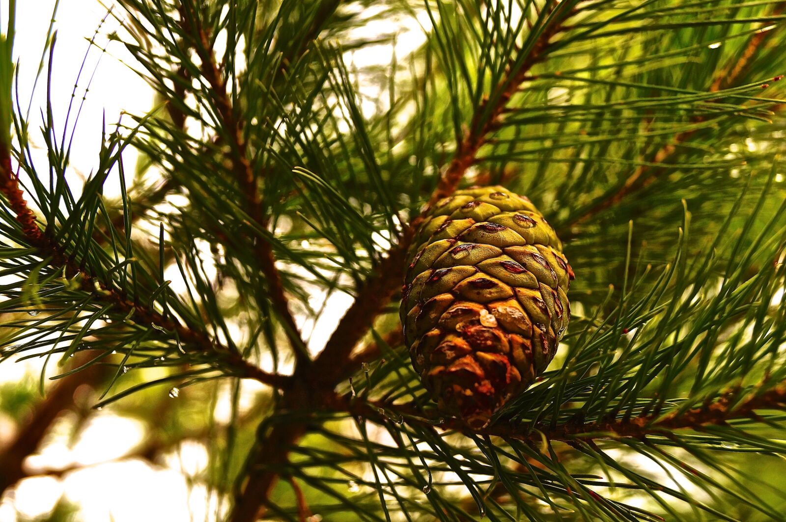 Sony SLT-A37 sample photo. Tree, needle, evergreen photography