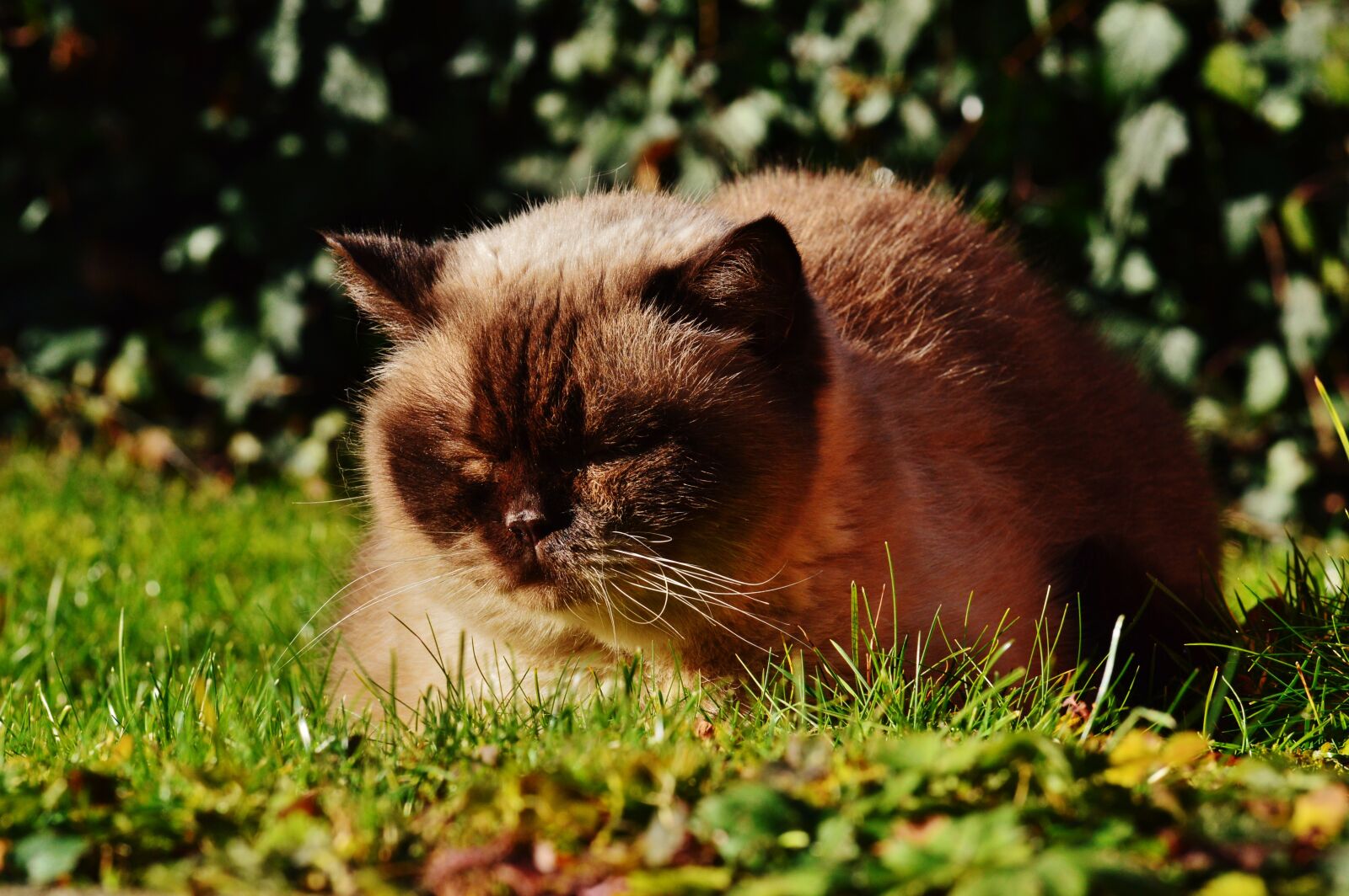 Nikon D3200 sample photo. British shorthair, cat, thoroughbred photography