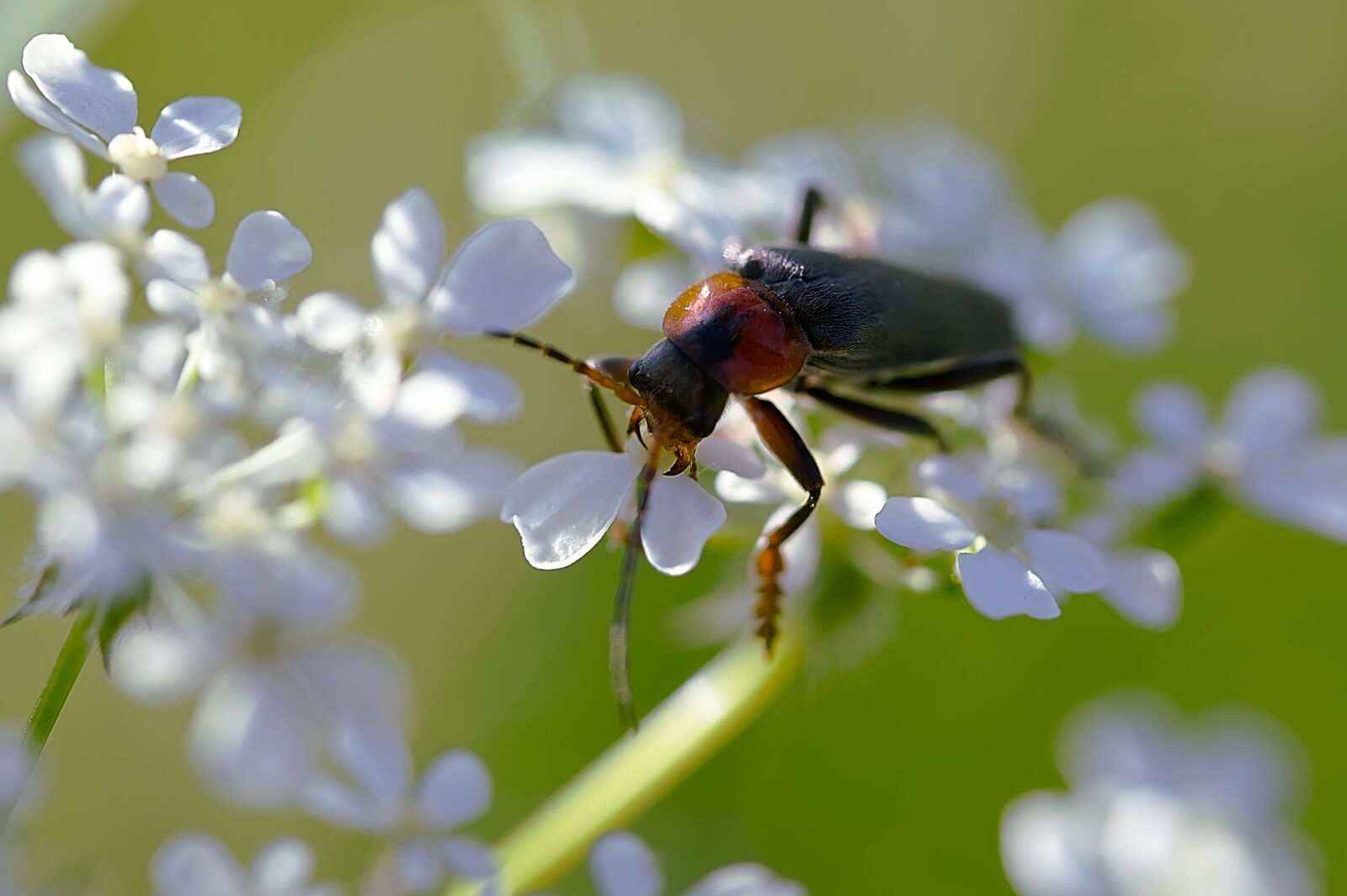Canon EOS 450D (EOS Rebel XSi / EOS Kiss X2) sample photo. Beetle, insect, nature photography