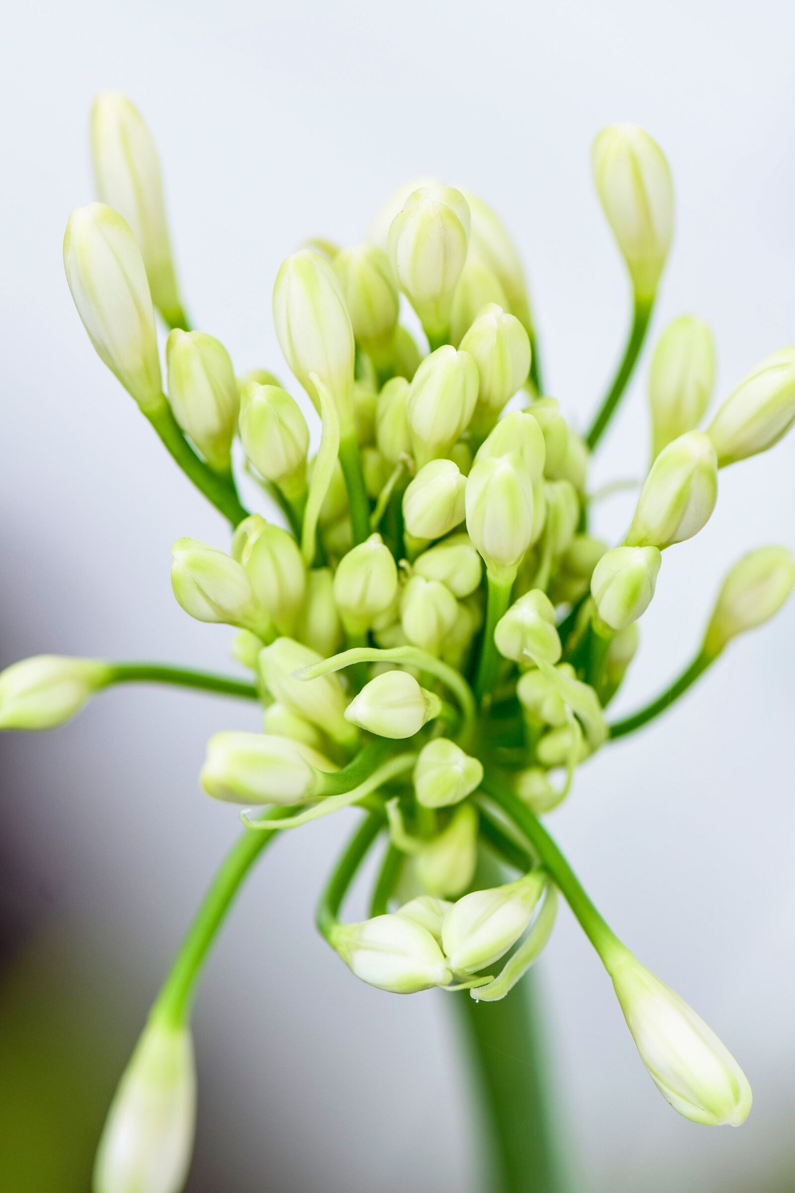 Nikon D5300 sample photo. White, agapanthus, flowers photography