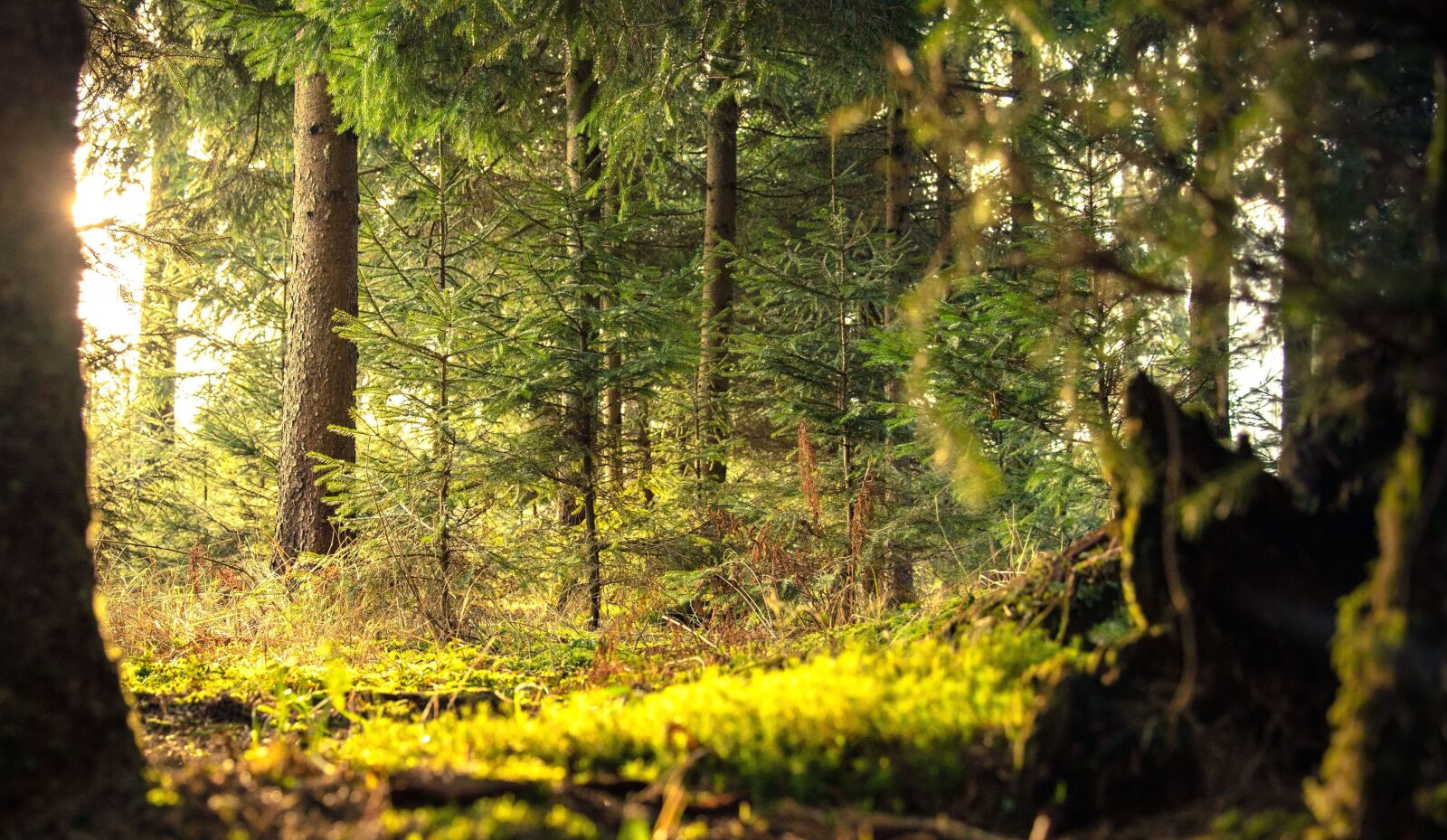 Nikon D610 sample photo. Plants, sun, trees, woods photography