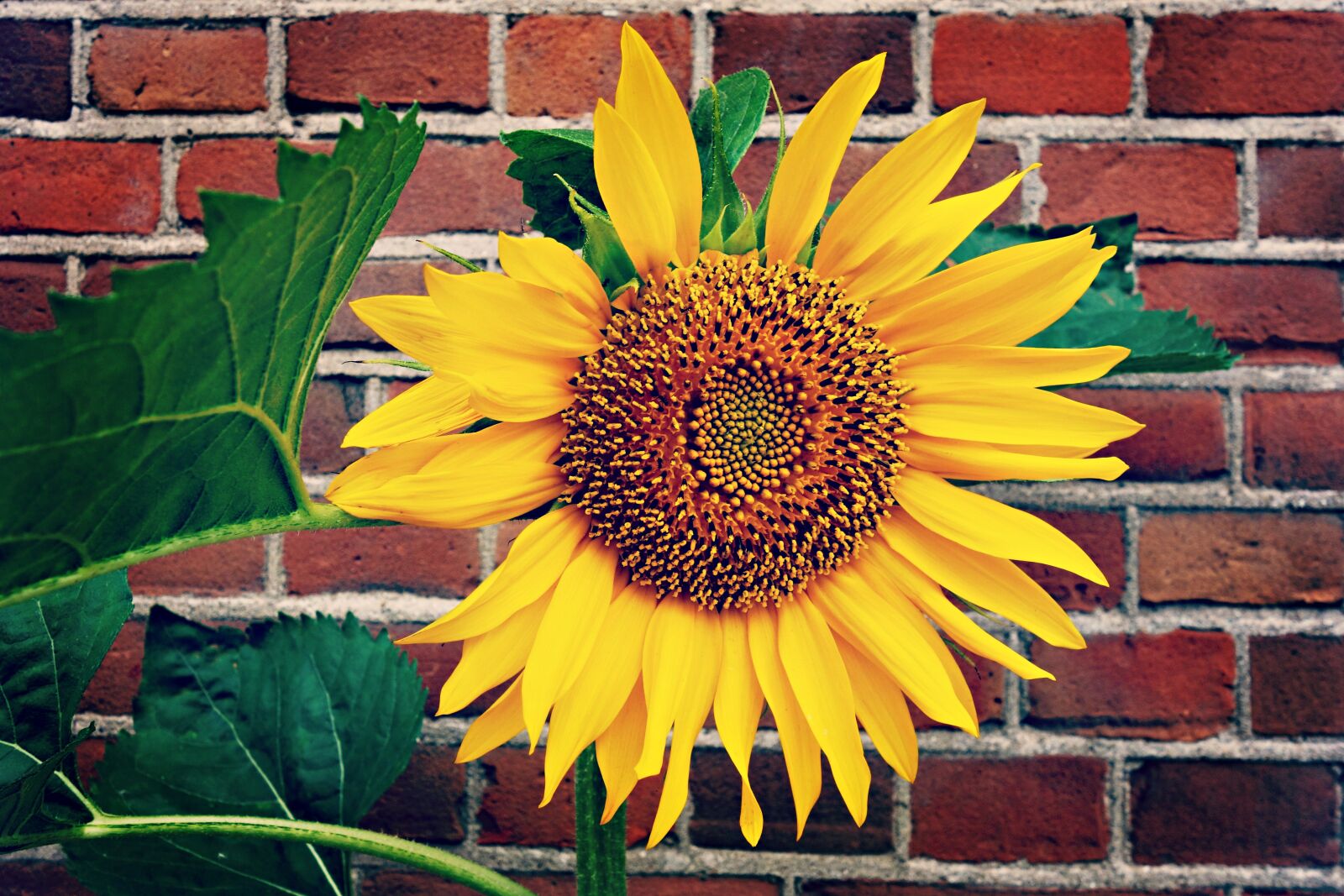 Sony Cyber-shot DSC-RX100 sample photo. Sunflower, flower, plant photography