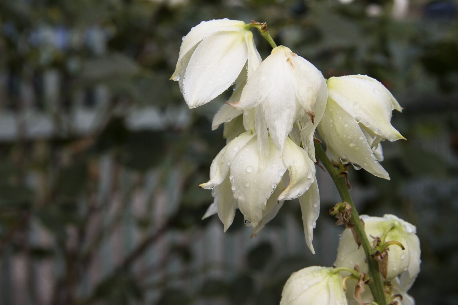 Canon EOS 650D (EOS Rebel T4i / EOS Kiss X6i) sample photo. Flowers, yucca, bloom photography