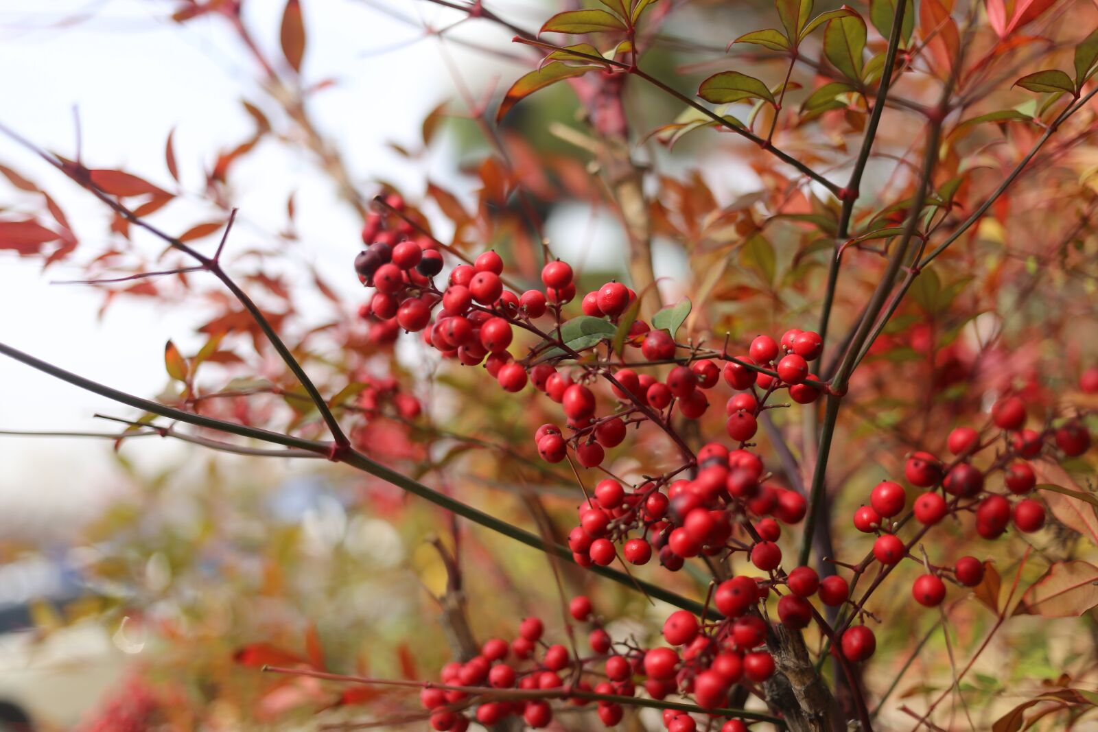 Canon EF 40mm F2.8 STM sample photo. Nature, tree, season photography
