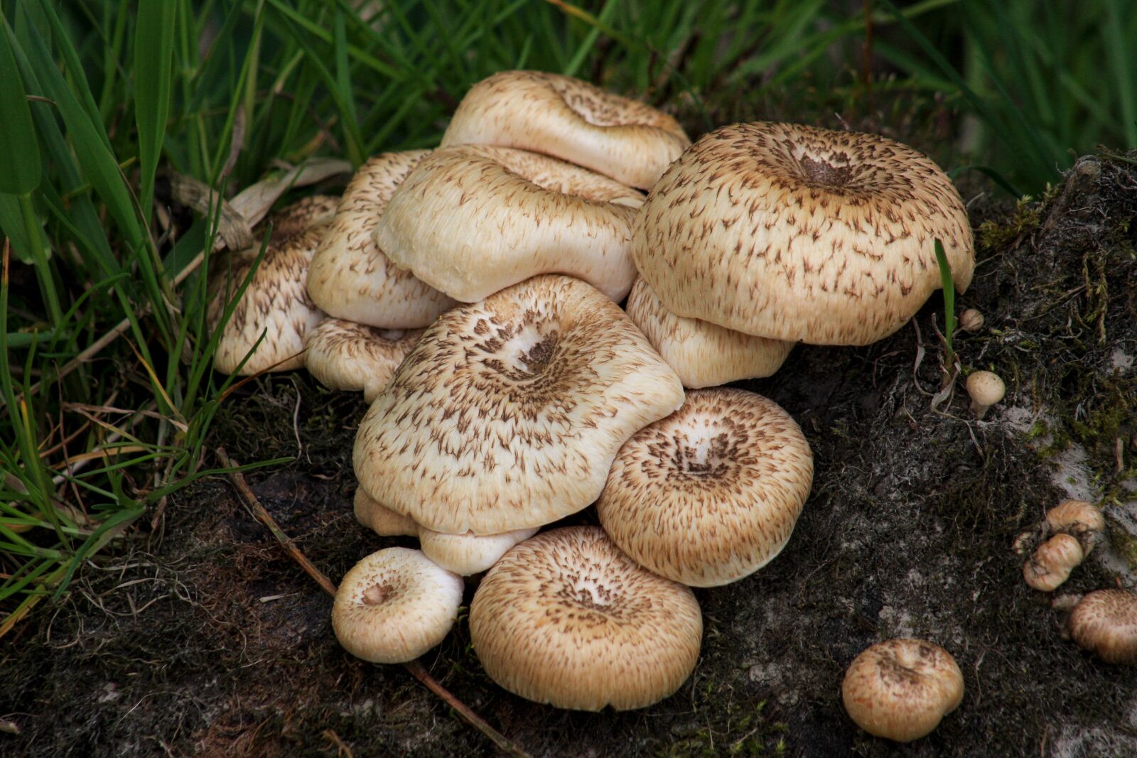 Canon EOS 40D sample photo. Mushroom, forest mushroom, food photography