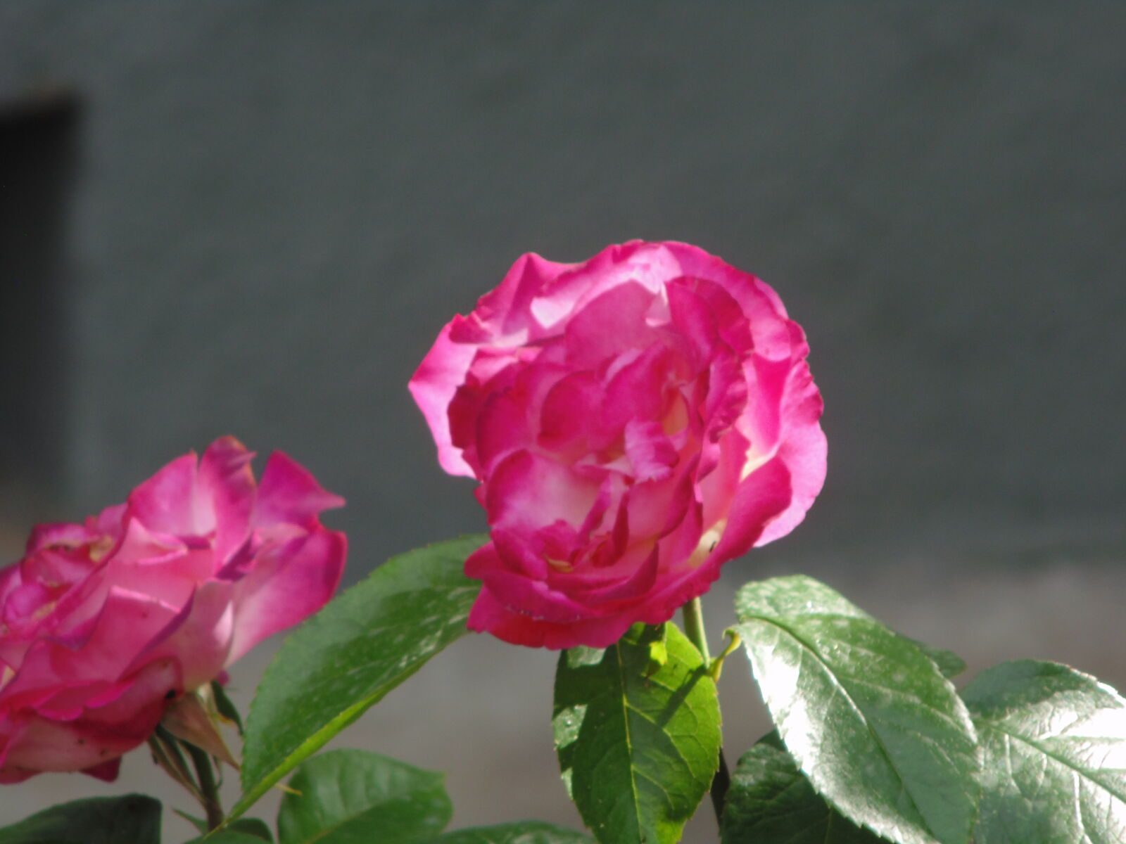 Sony DSC-H100 sample photo