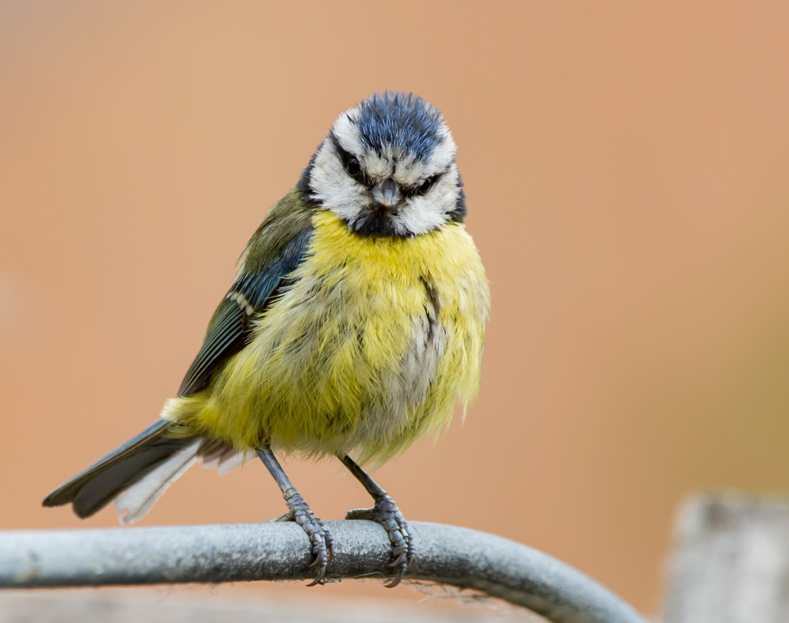 Canon EOS 5D Mark III + 150-600mm F5-6.3 DG OS HSM | Contemporary 015 sample photo. Bluetit on a fence photography