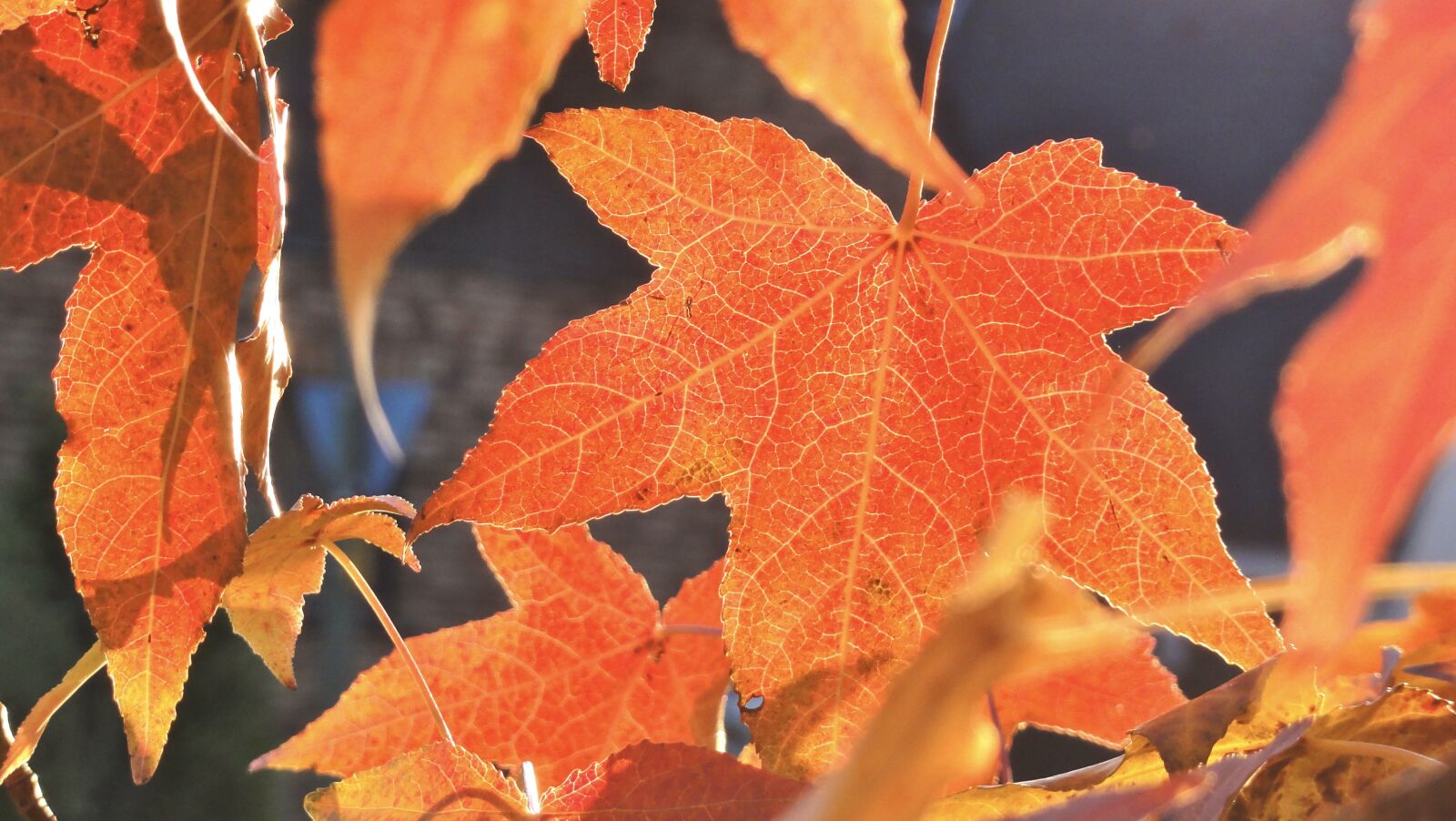 Sony DSC-HX5V sample photo. Maple, leaves, autumn photography