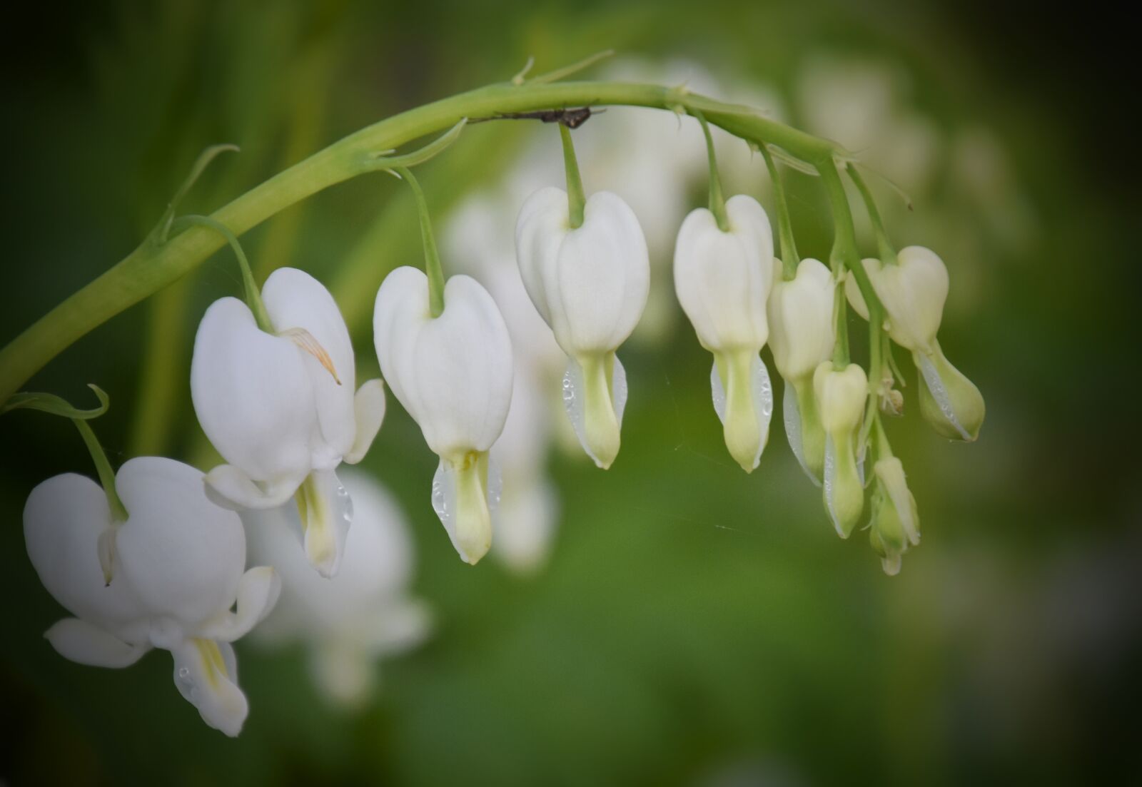 Nikon D5500 sample photo. Flower, white, blossom photography