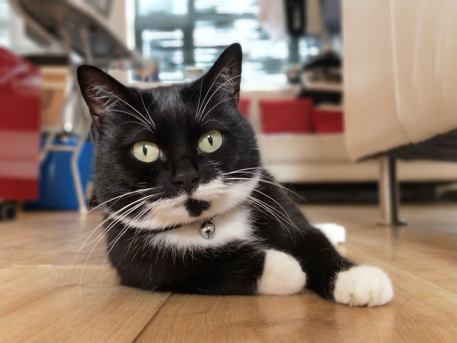 OnePlus 5 sample photo. Cat, sat, laying photography