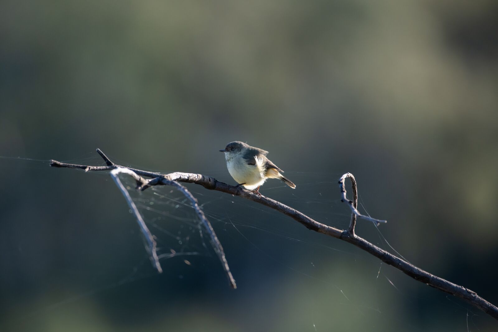 Nikon D850 sample photo. Yellow thornbill, bird, avian photography