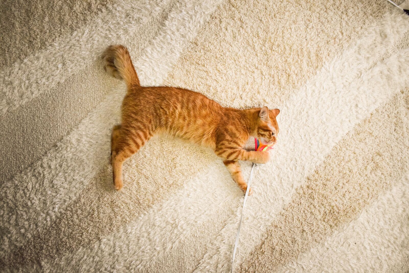 Nikon D5300 sample photo. Cat, feline, domestic photography