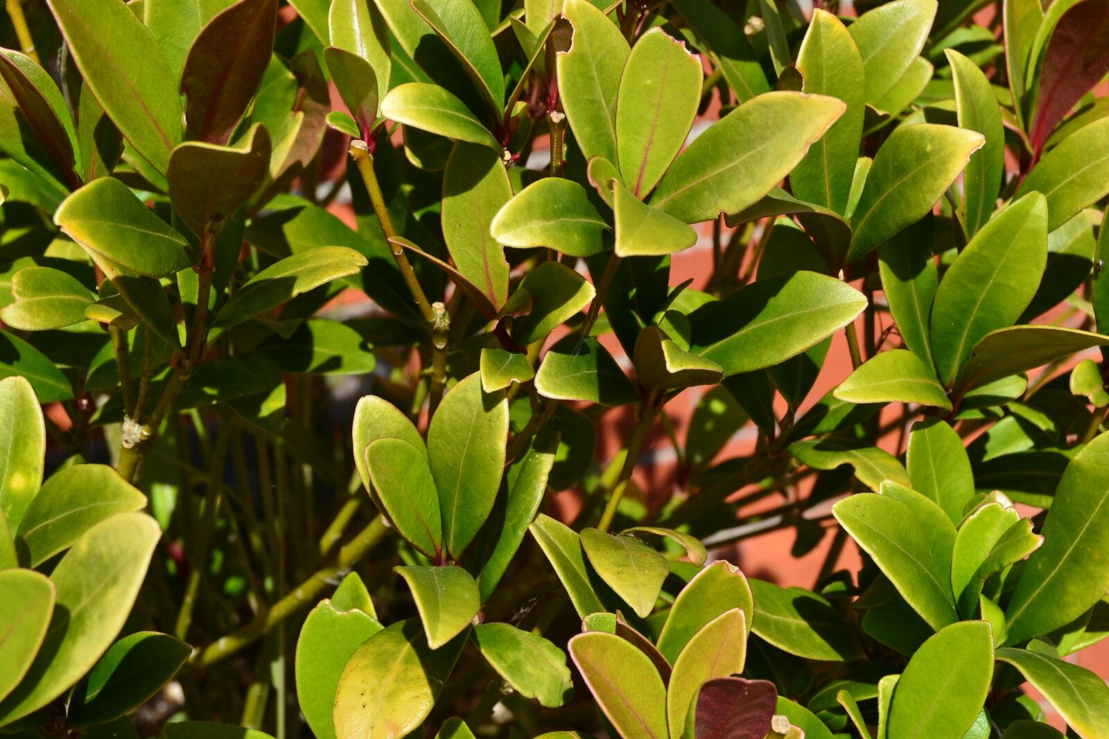 Nikon D3100 sample photo. Green, plant, nature photography