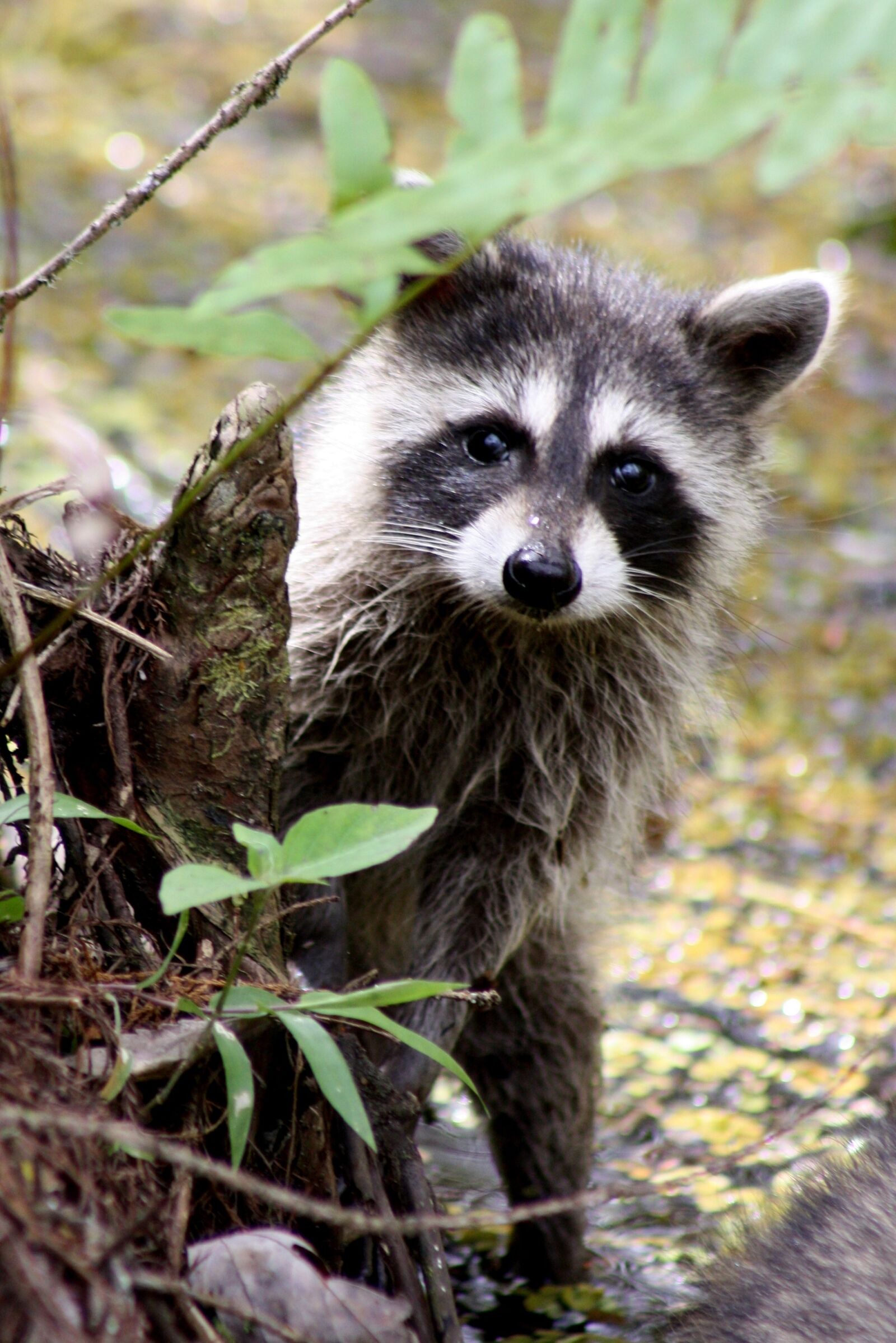 Canon EOS 1000D (EOS Digital Rebel XS / EOS Kiss F) sample photo. Raccoon, portrait, wildlife photography