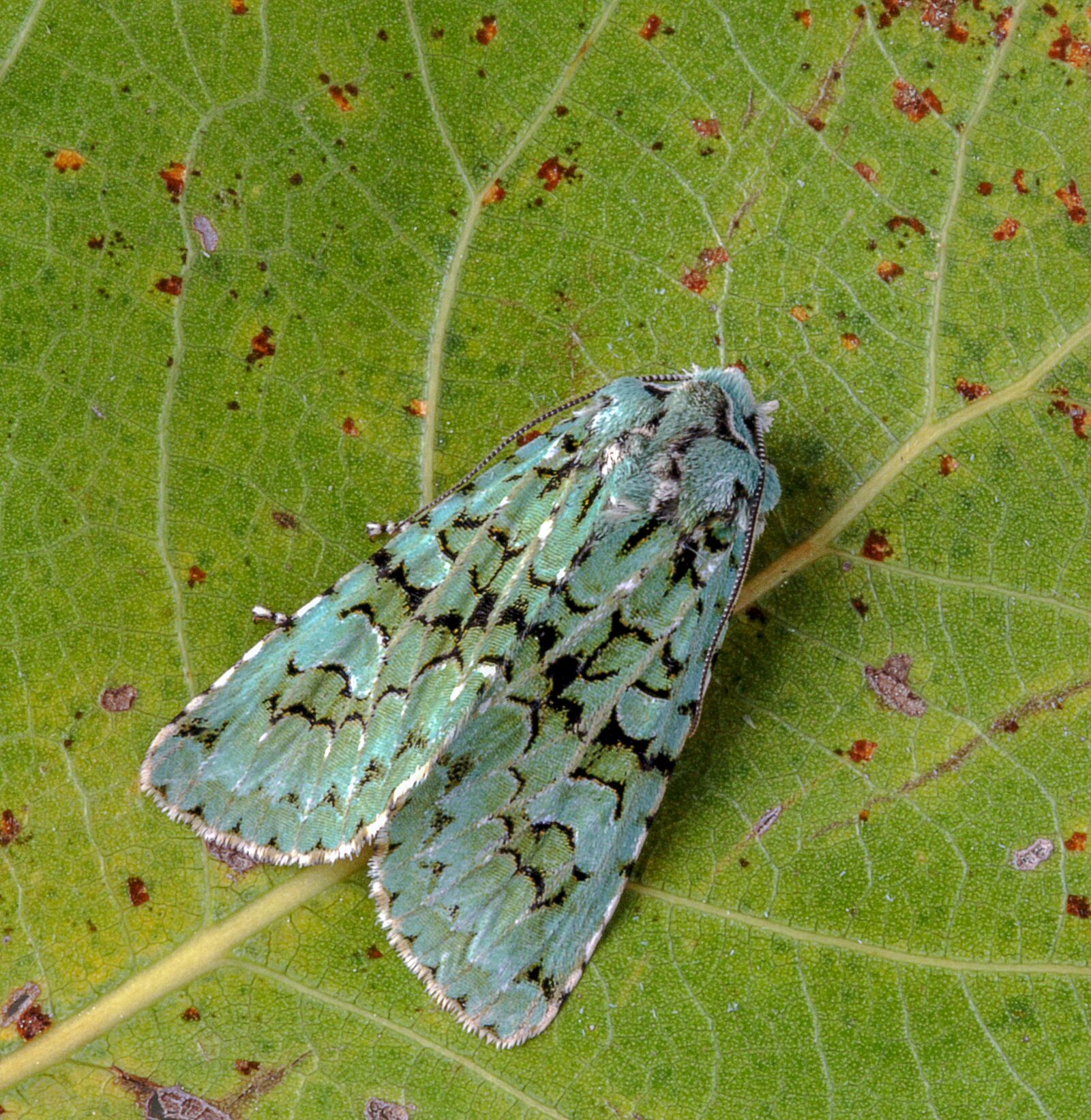 Canon EOS 400D (EOS Digital Rebel XTi / EOS Kiss Digital X) sample photo. Moth, merveille-du-jour, wings photography