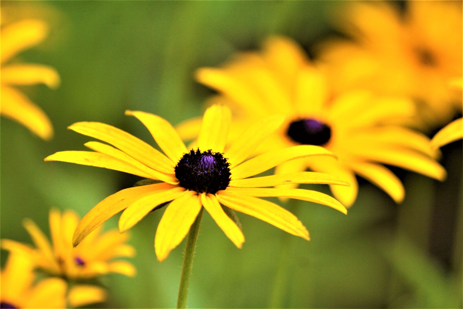 Canon EOS 1000D (EOS Digital Rebel XS / EOS Kiss F) sample photo. Flowers, yellow, walk in photography