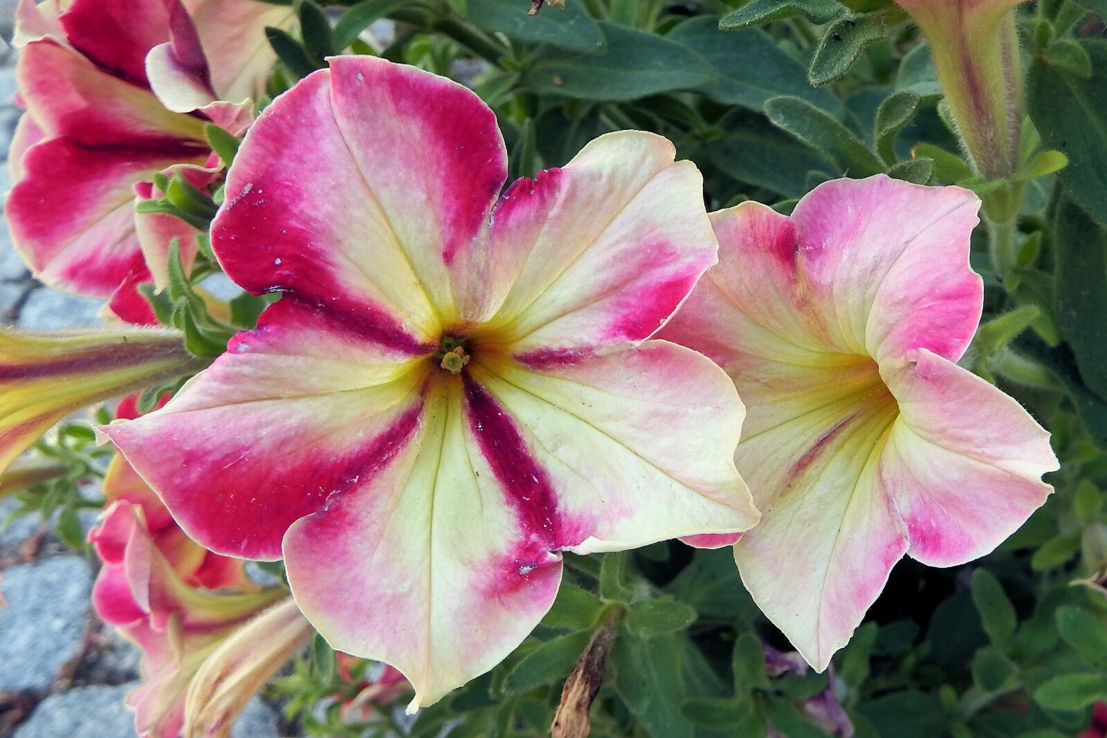 Fujifilm FinePix SL1000 sample photo. Petunia, flowers, garden petunia photography