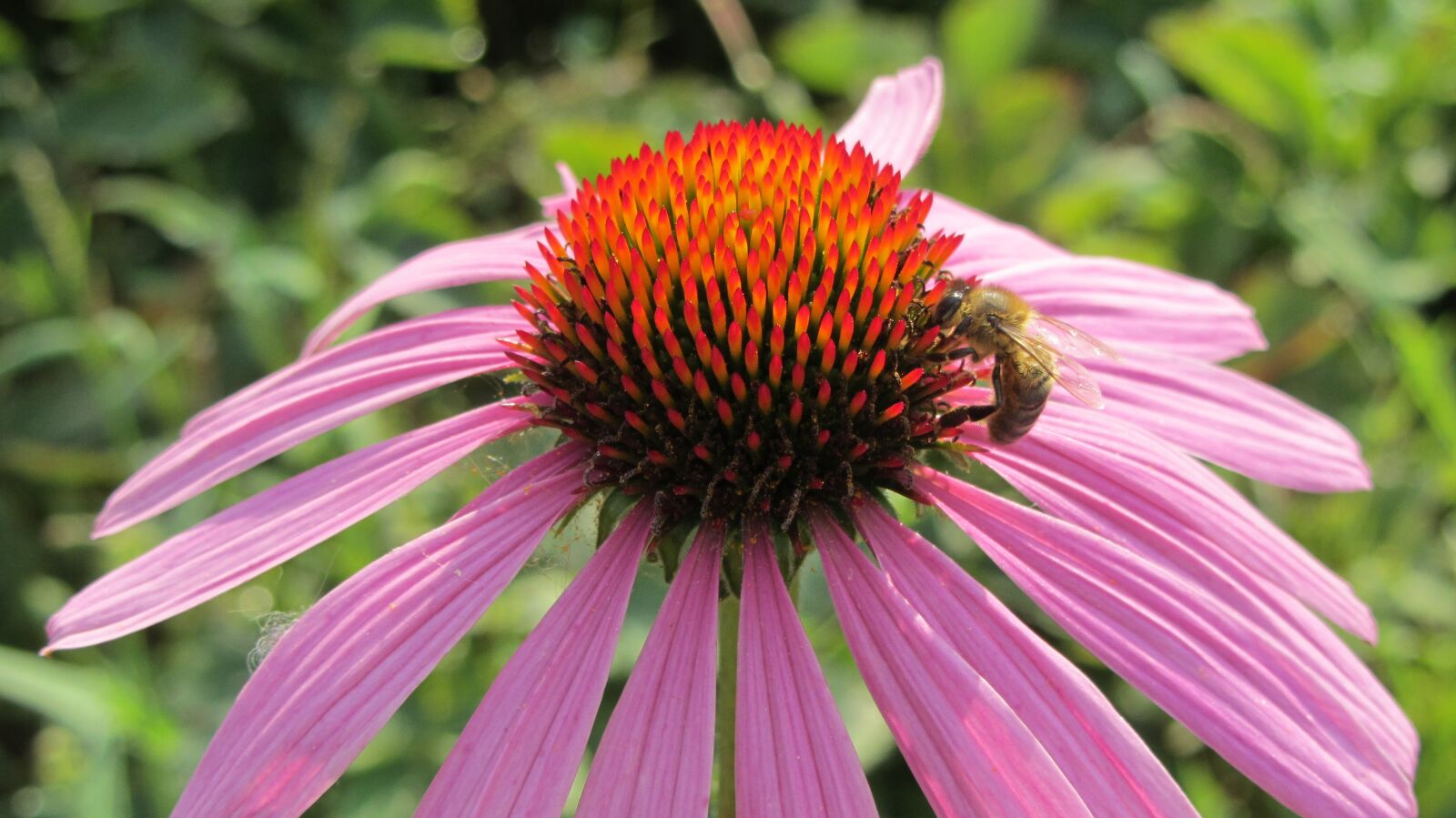 Canon PowerShot SX220 HS sample photo. Flower, bee, nature photography