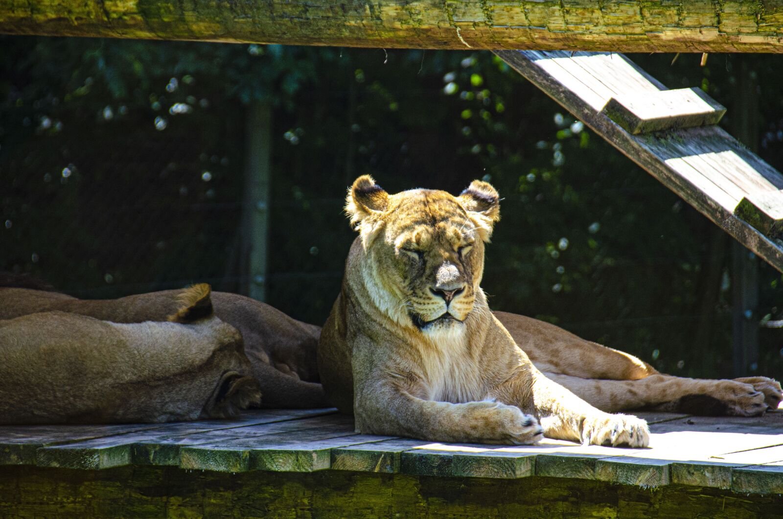 Nikon D5100 sample photo. Tiger, tigers, animals photography