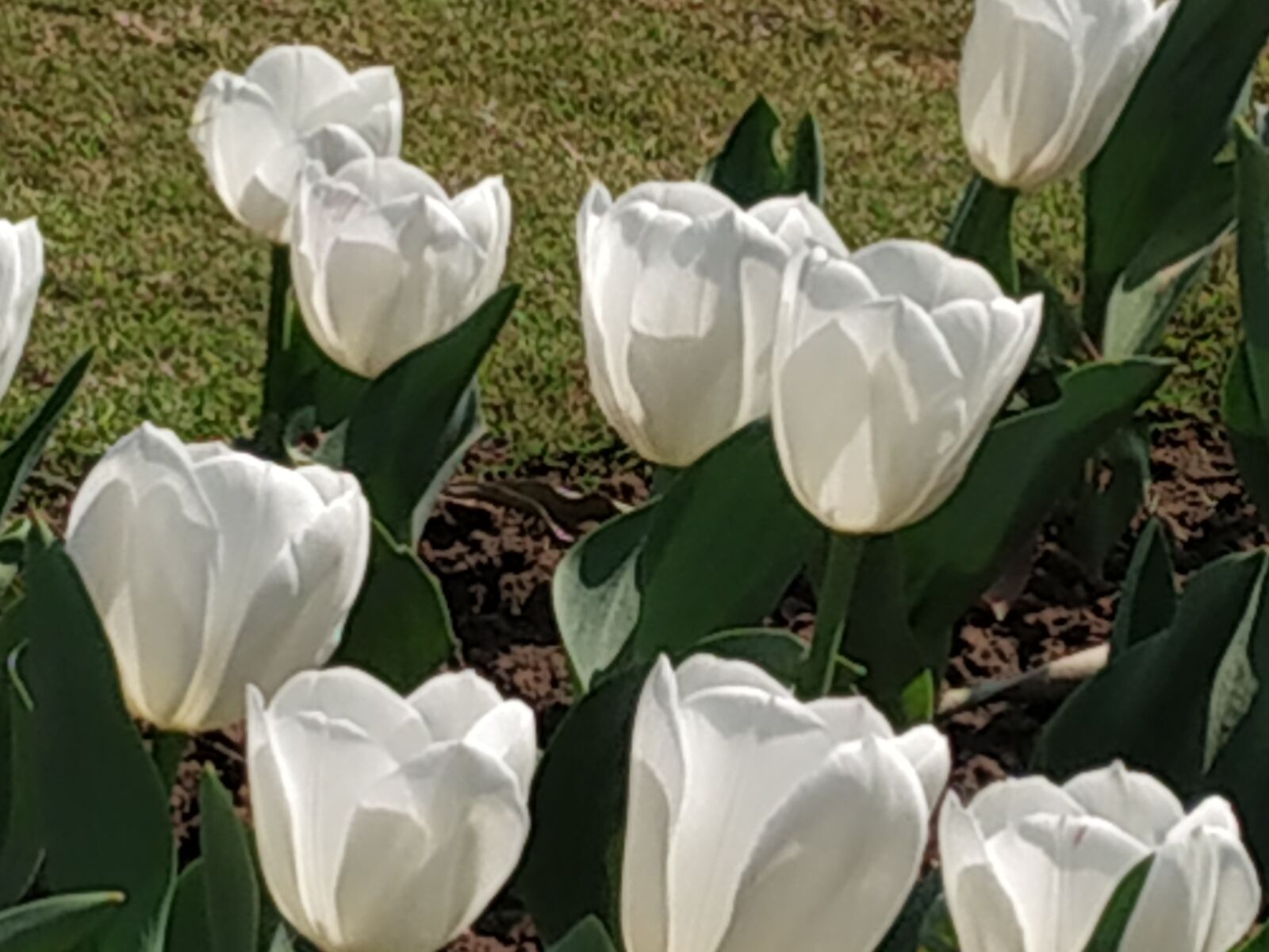 Xiaomi Redmi Note 5 Pro sample photo. Tulips, white, garden photography