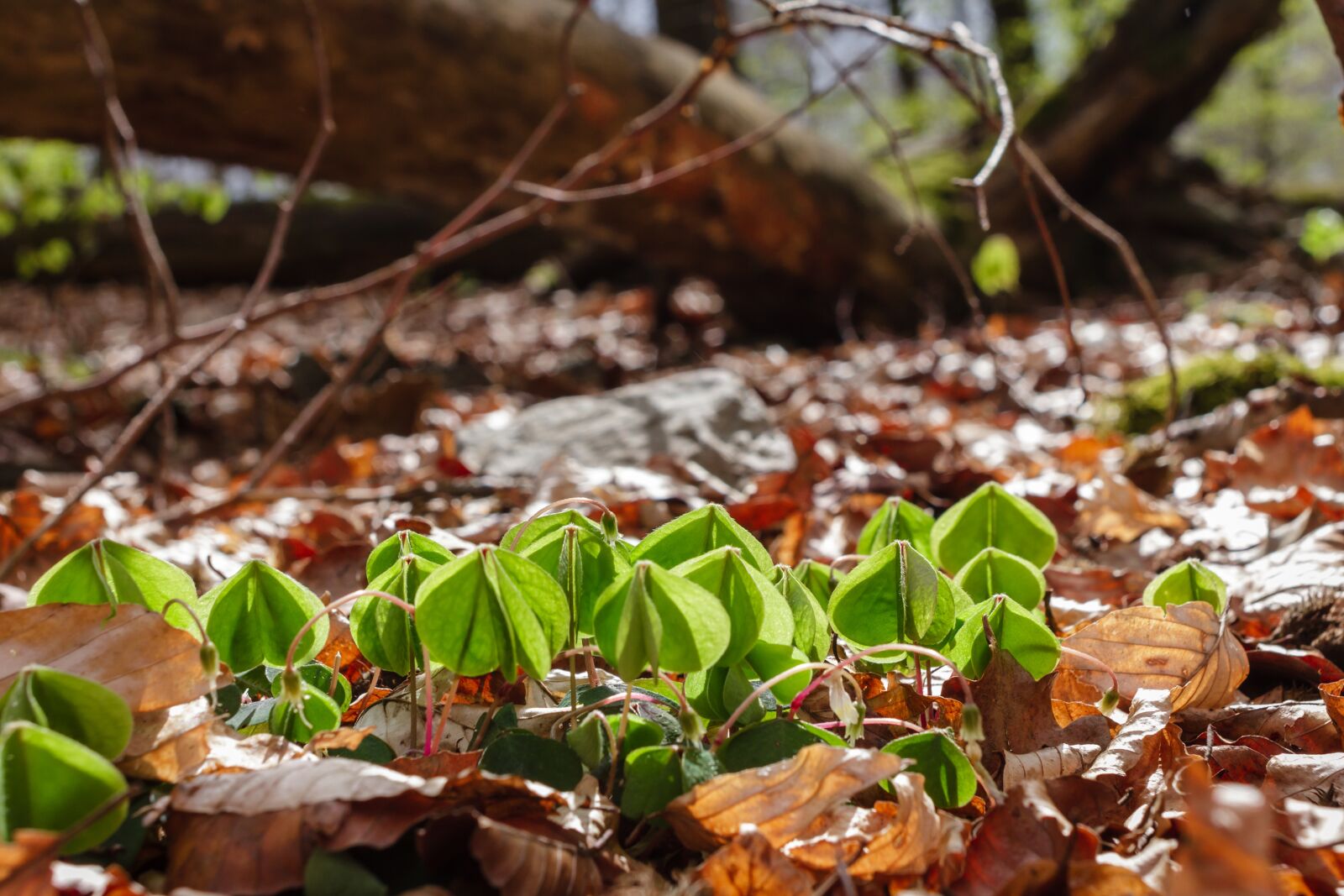 Canon EOS 7D sample photo. Common wood sorrel, leaves photography