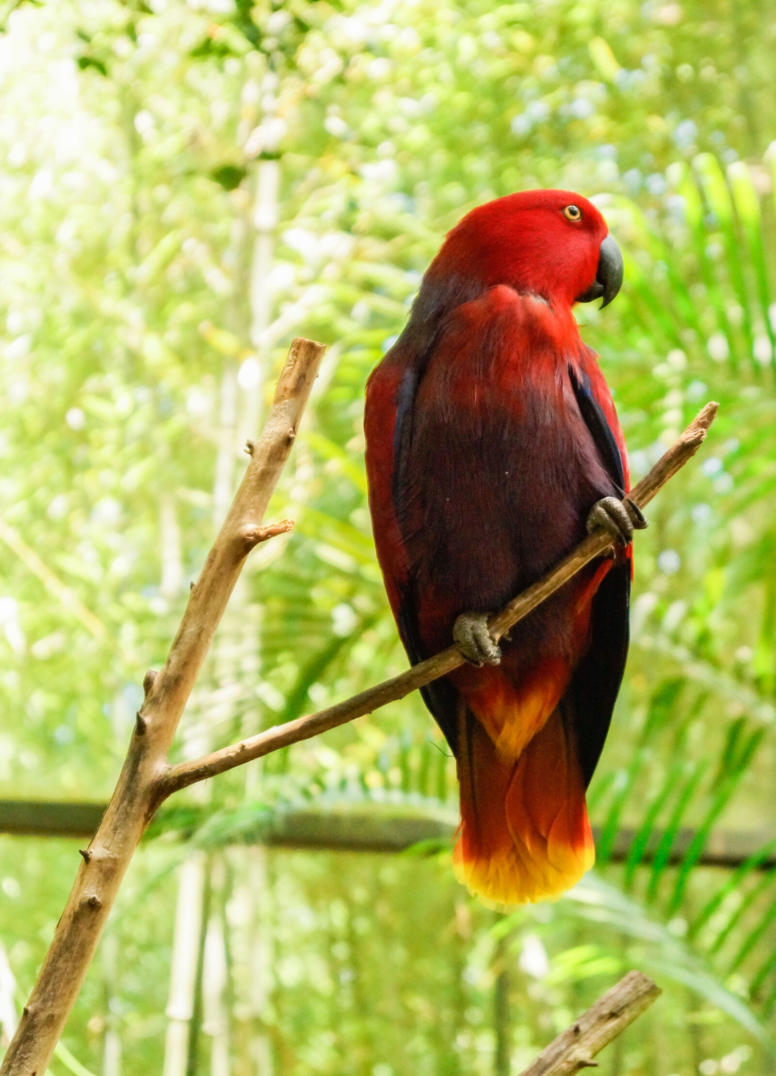 Sony DT 18-55mm F3.5-5.6 SAM II sample photo. Wildlife, bird, red, veronicanieves photography