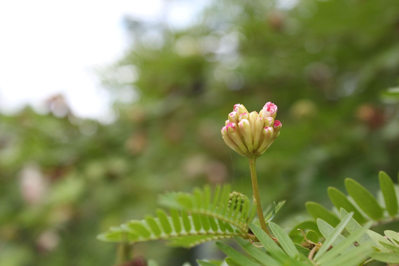 Canon EOS 600D (Rebel EOS T3i / EOS Kiss X5) sample photo. The pods, plant, xie photography