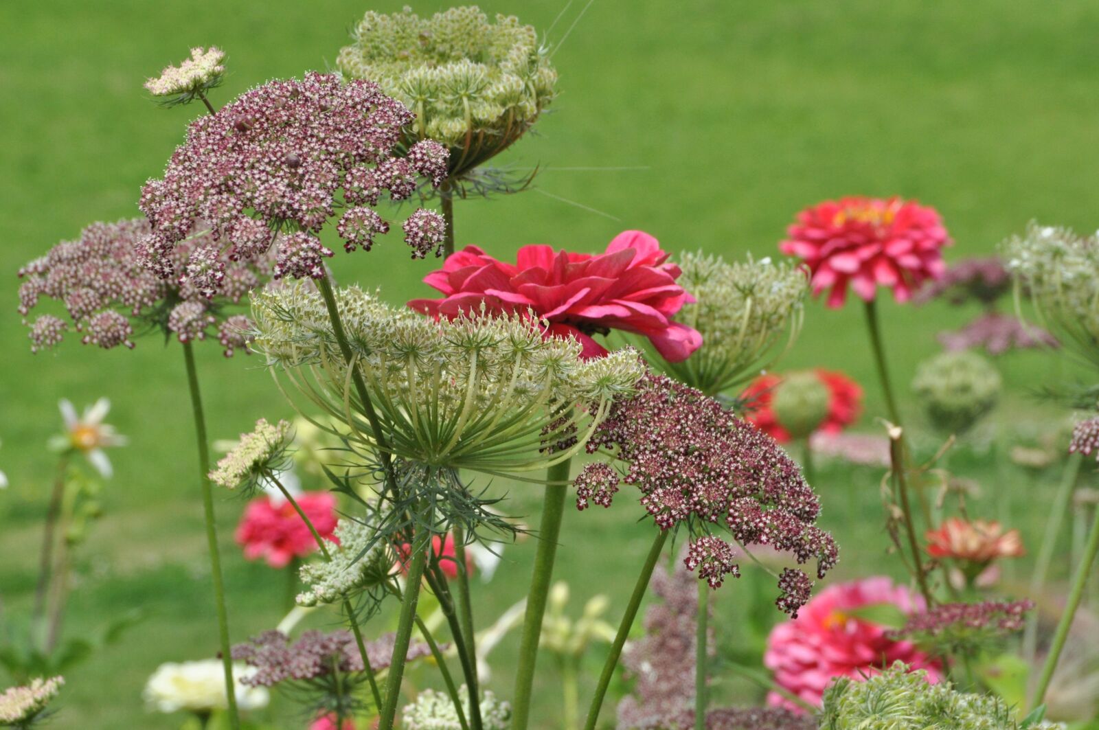 Nikon D5000 sample photo. Bed, flowers, garden photography