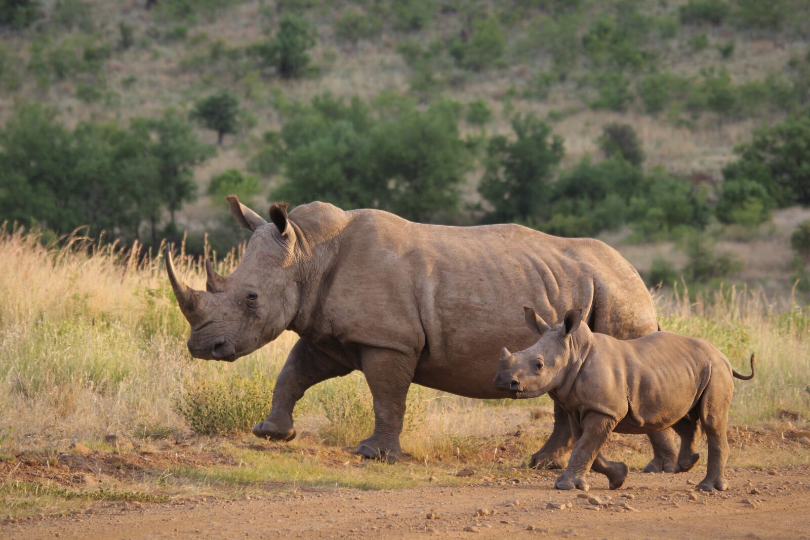 Canon EOS 60D sample photo. White rhino, calf, mother photography