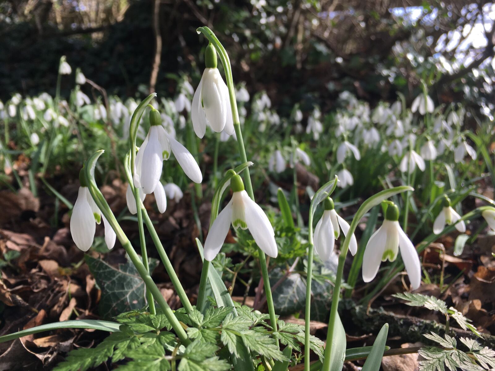 Apple iPhone 6s sample photo. Snowdrops, spring, flowers photography