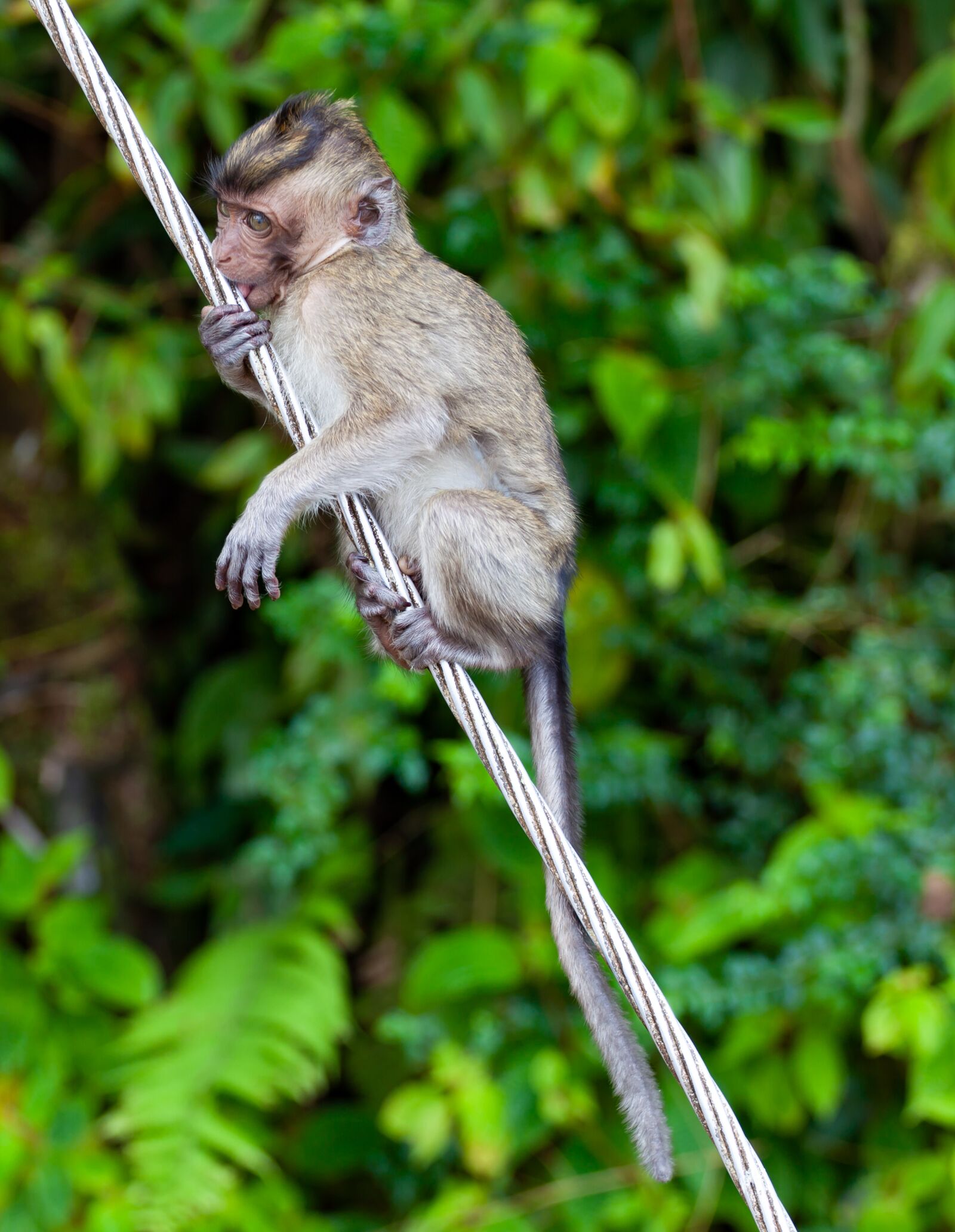Canon EF 70-200mm F4L USM sample photo. Long tailed macaque, crab-eating photography