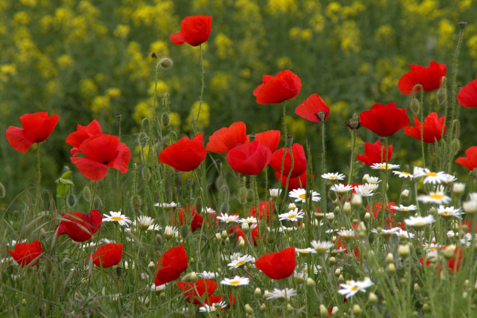 Canon EOS 700D (EOS Rebel T5i / EOS Kiss X7i) sample photo. Poppy, flower, red photography