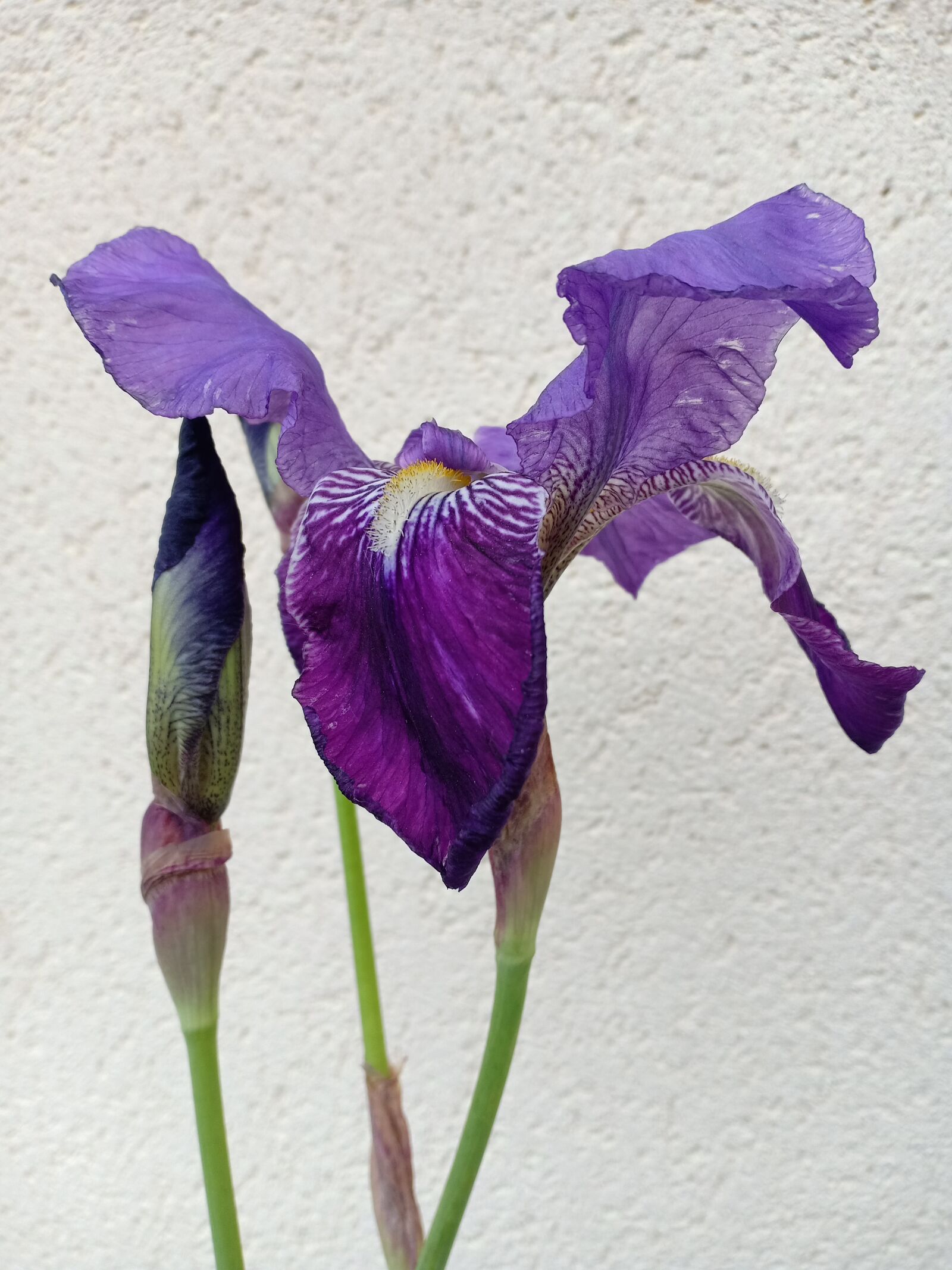 OPPO F7 sample photo. Baardiris, iris, plant photography