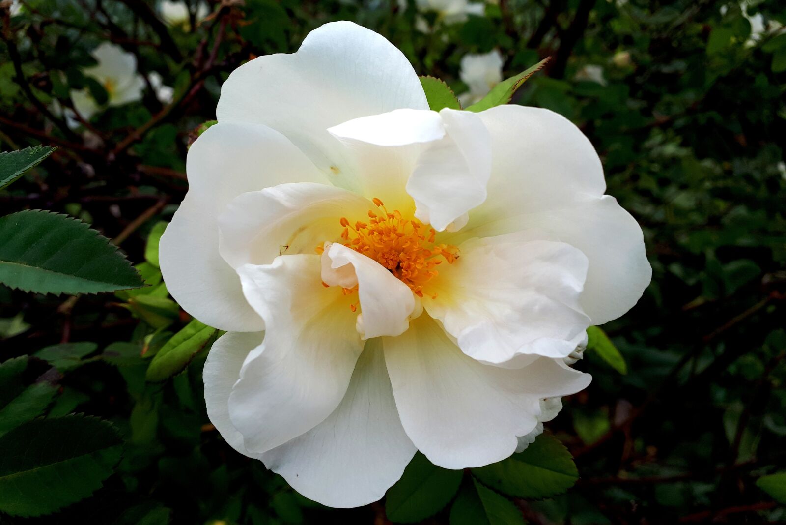 Samsung Galaxy A5(2017) sample photo. Flower, autumn flower, blossom photography