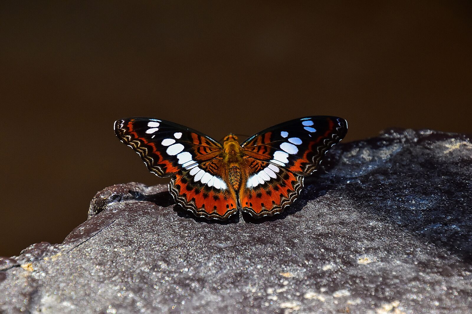 Nikon D5500 sample photo. Butterfly, insects, animals photography