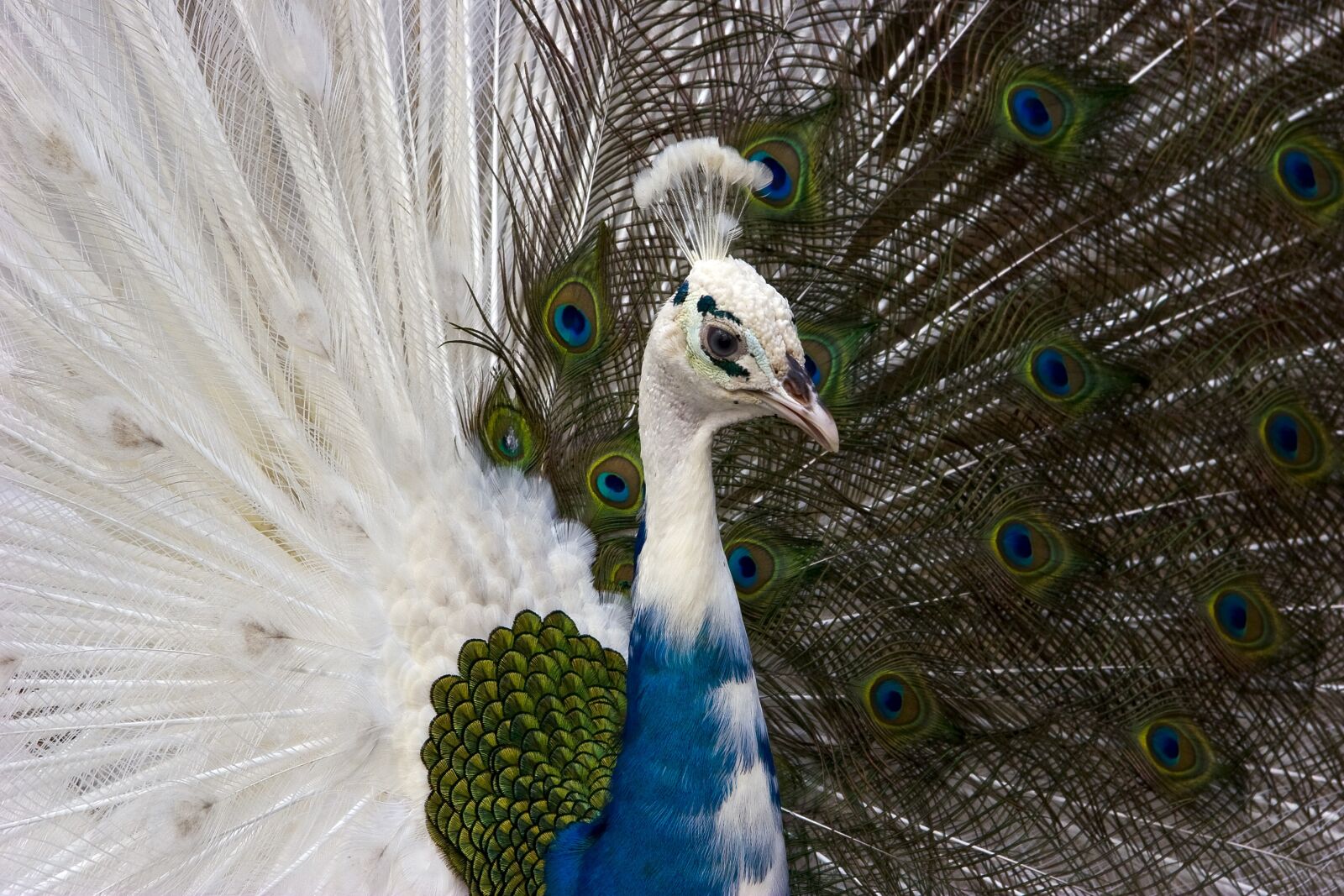 Canon EOS 20D sample photo. Peacock, birds, animals photography