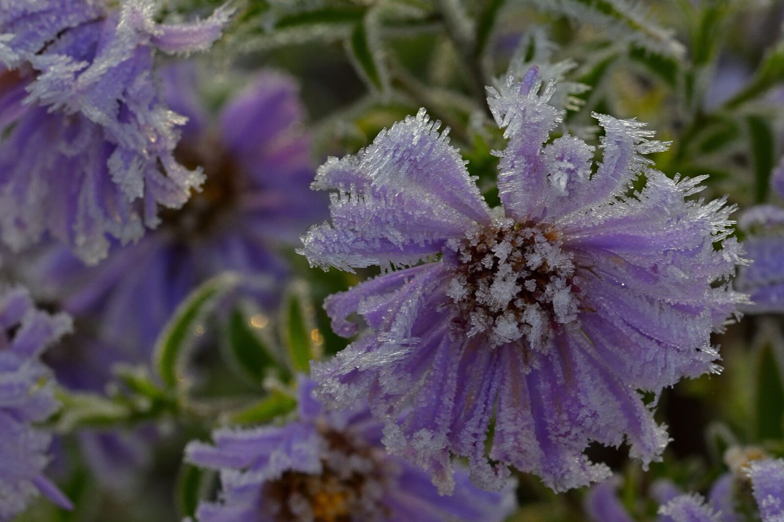 Nikon D5200 sample photo. Garden, herbstaster, hoarfrost photography