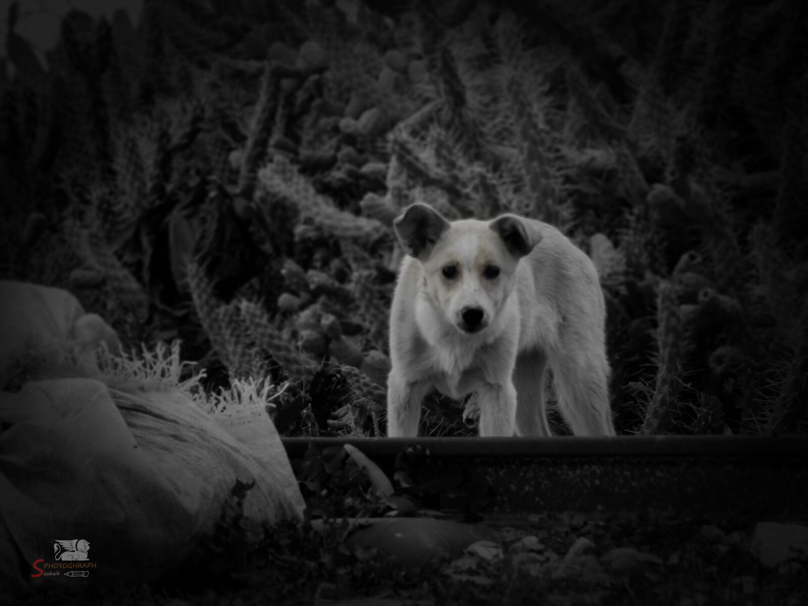 Canon PowerShot SX410 IS sample photo. African, wild, dog, animal photography