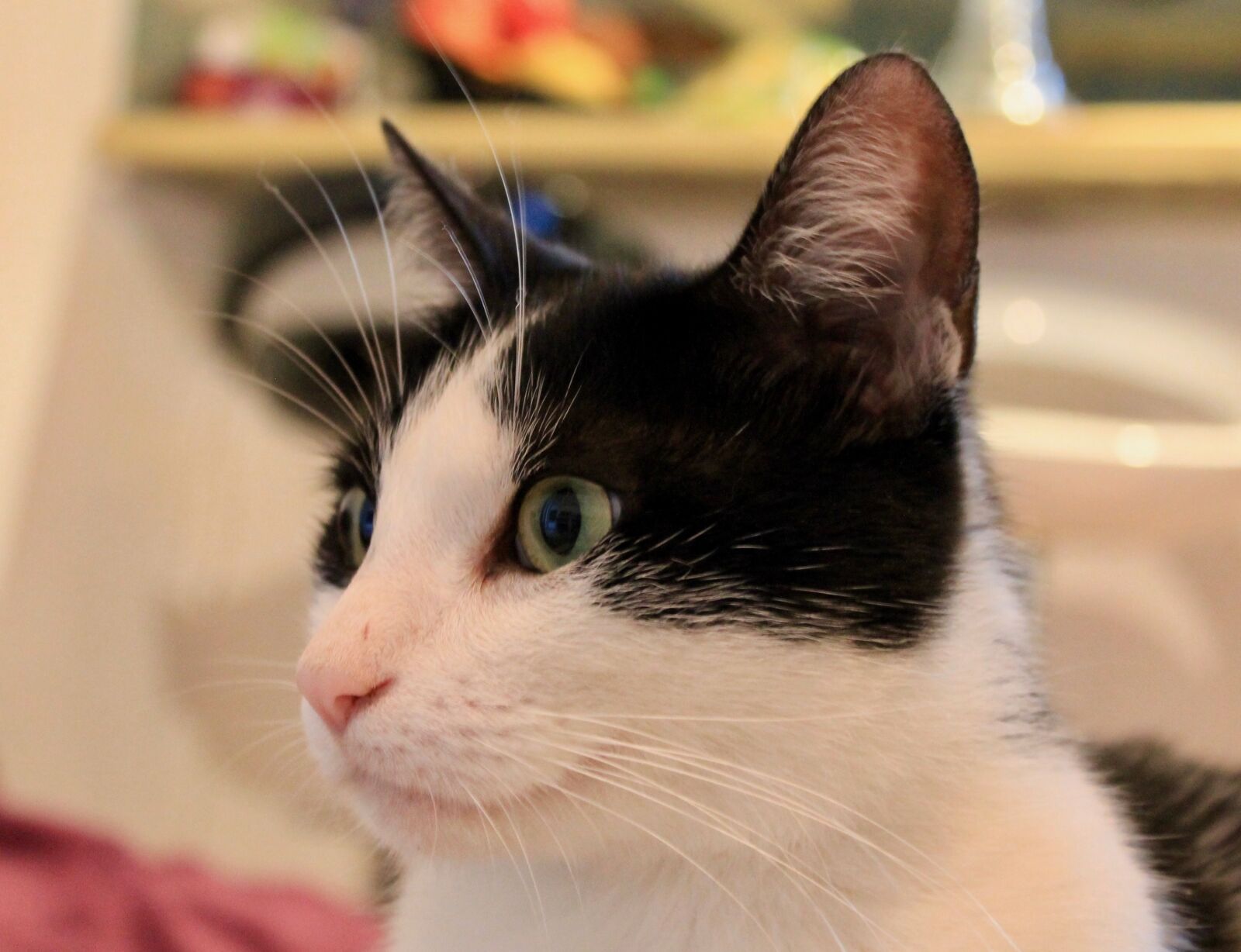 Canon EOS 1100D (EOS Rebel T3 / EOS Kiss X50) sample photo. Cat, animal, pet photography