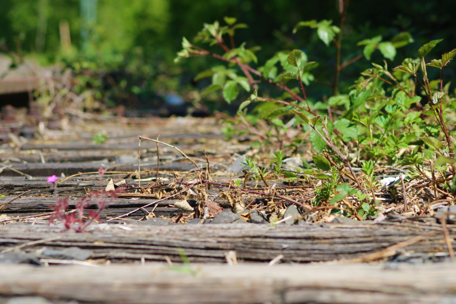 Canon EF75-300mm f/4-5.6 sample photo. Gleise, platform, railway station photography